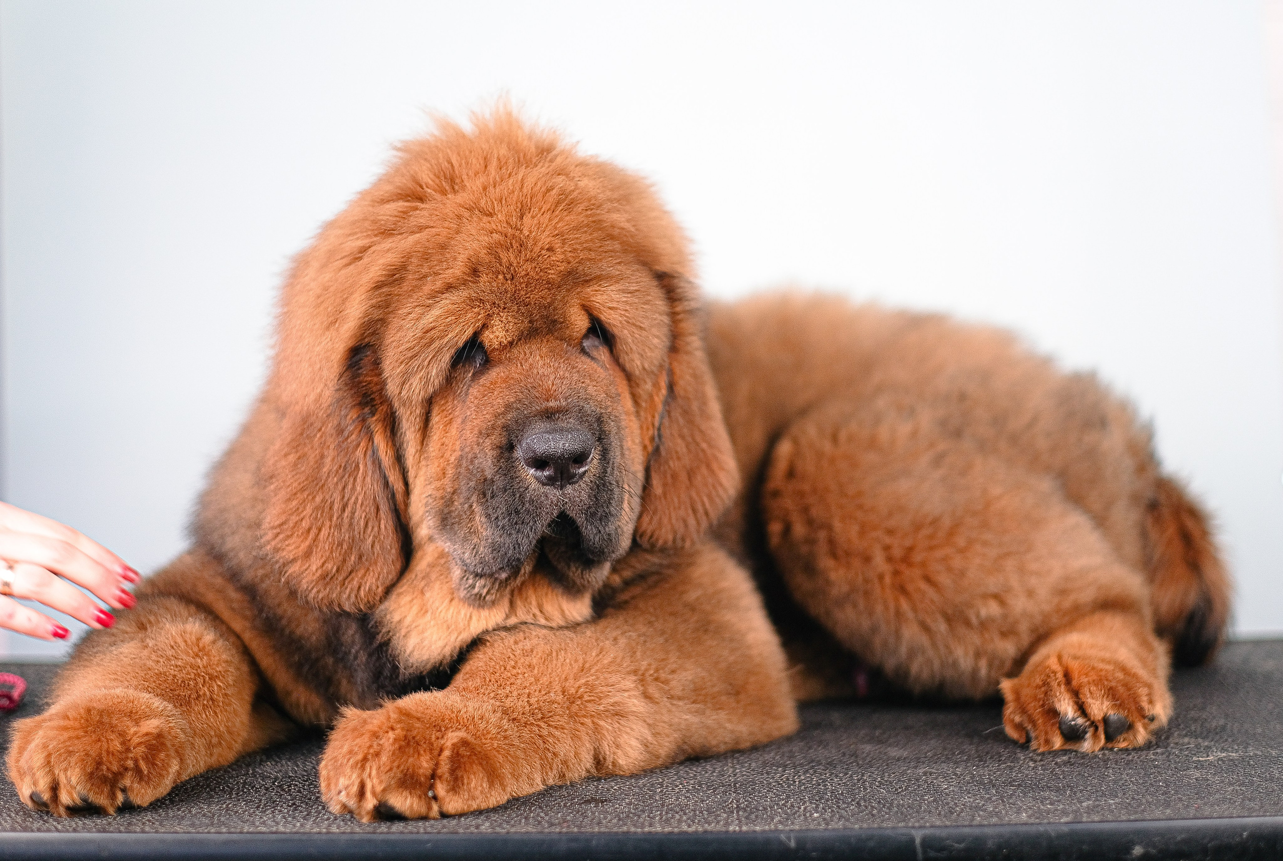 Тибетский мастиф. Фотограф и видеограф анималист Аганина Дарья