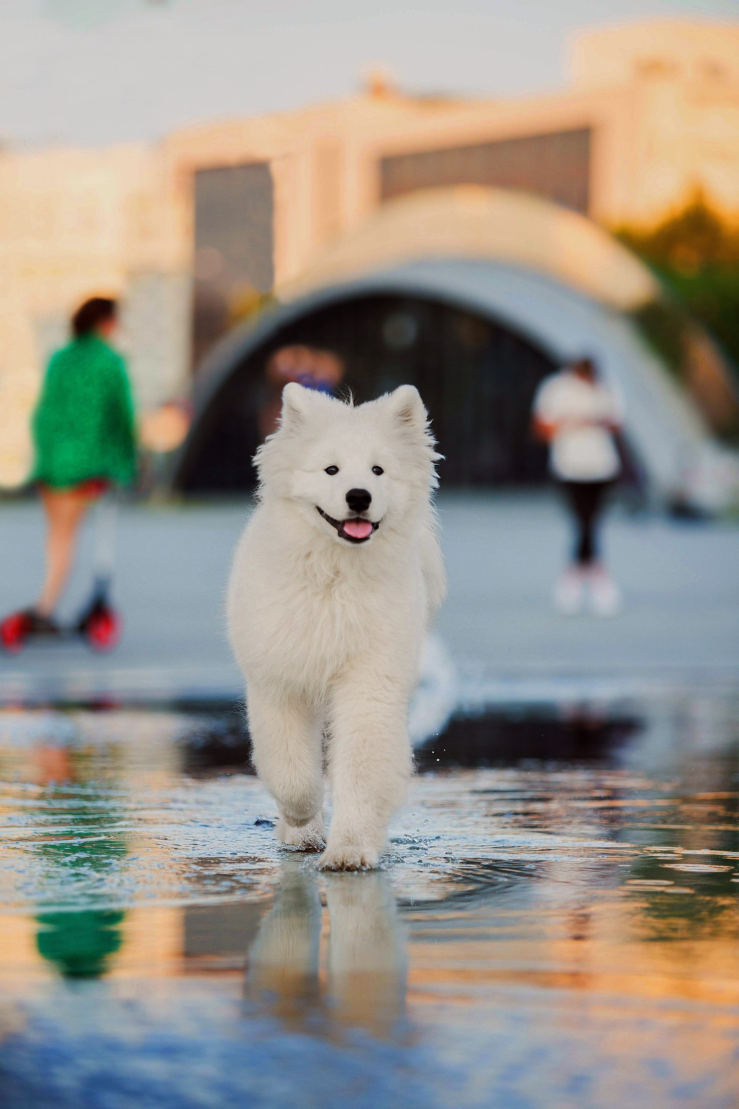Анастасия, Евгений и самоед Ройс. Https://moshkovaphoto.ru/