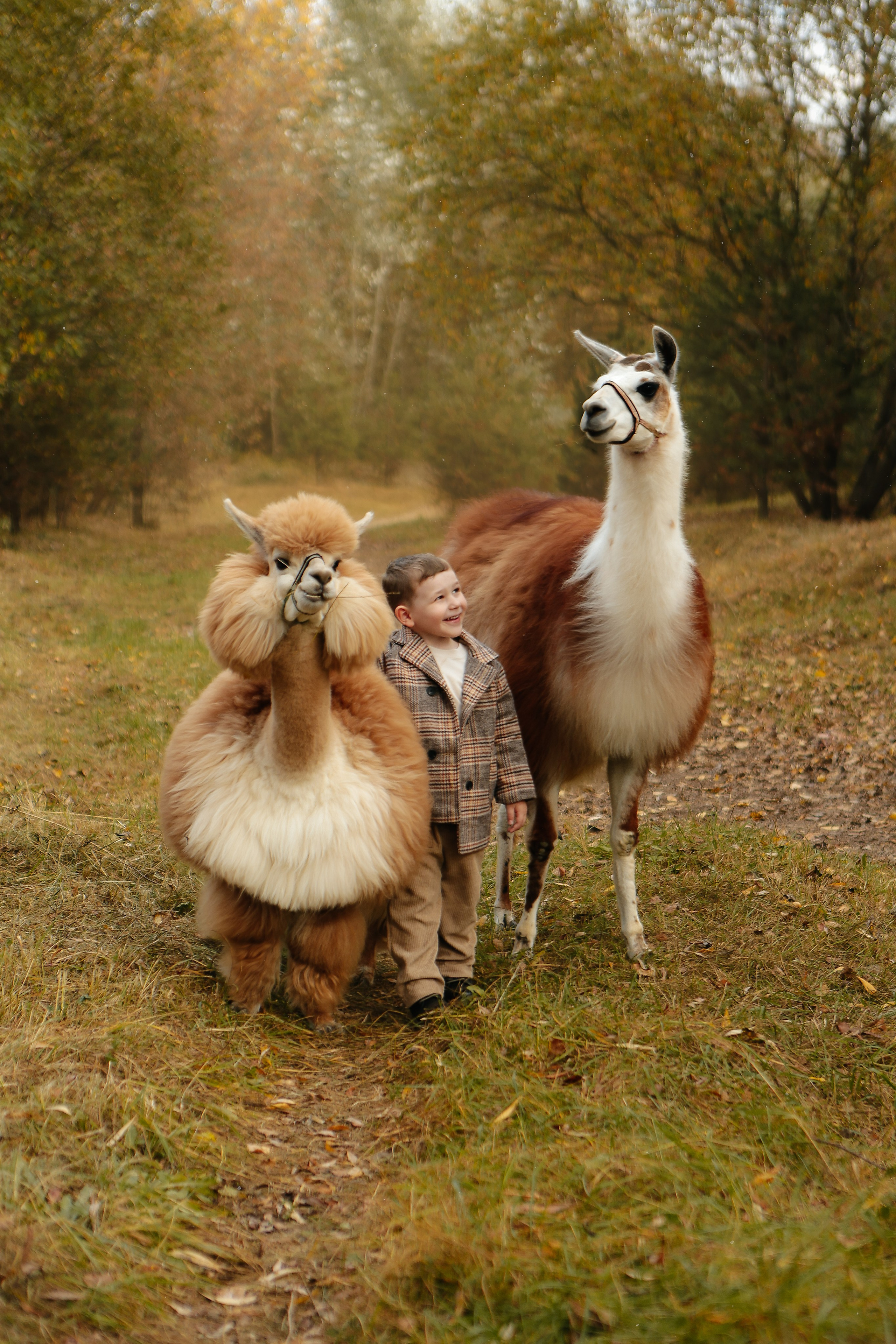 Альпаки. Семейный и детский фотограф в Москве Александра Мак