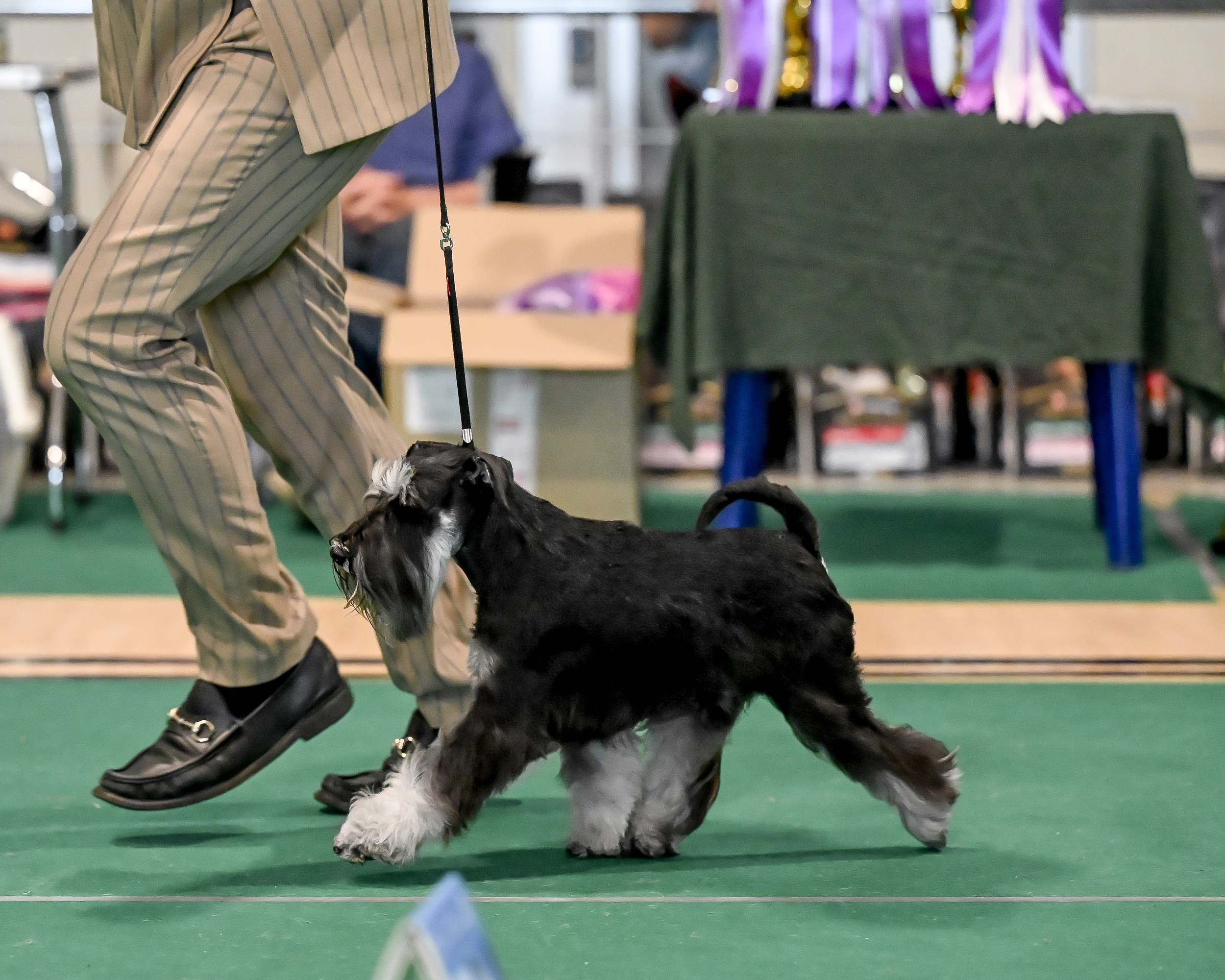 Цафир⚡️DELINSO BALANCE СZAFIR LUMIER