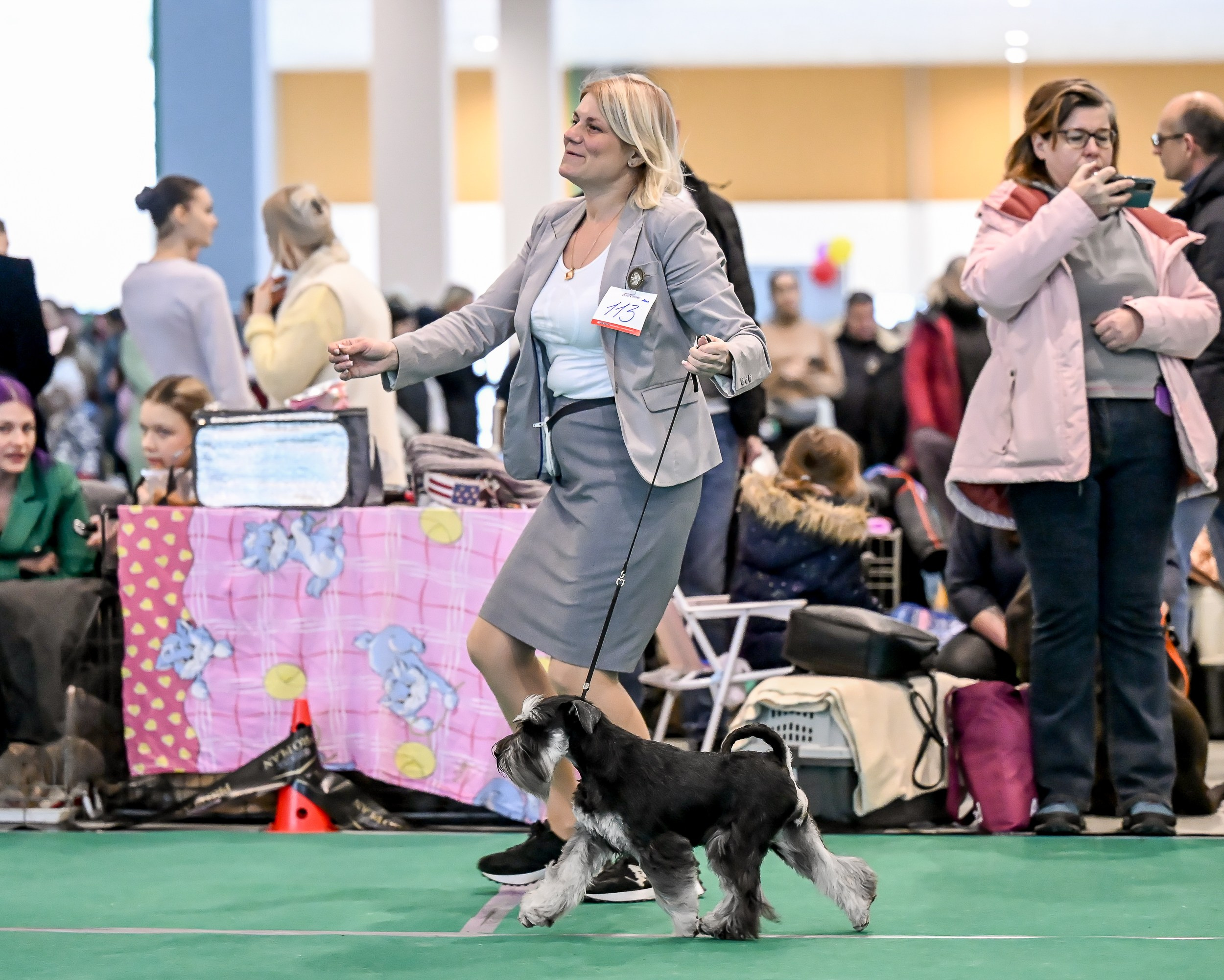Бъянка/ Delinso Balance Cinzano Bianco. Питомник цвергшнауцеров в Беларуси «Делинсо Бэлэнс»