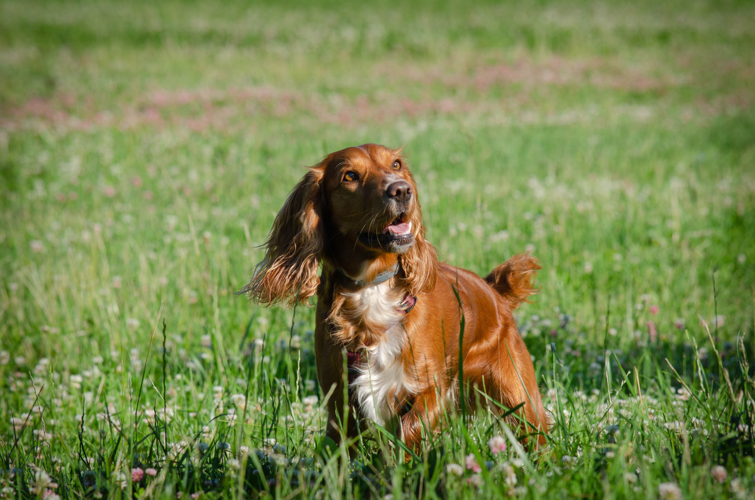 Джесси. Фотограф Светлана Блинова, Москва и Московская область