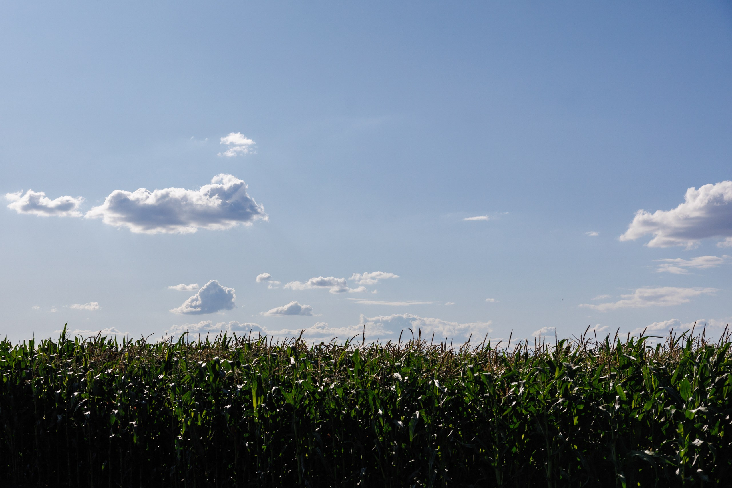 День Поля 2025 Волгоград. Фотограф Ставрополь Петр Голубенко