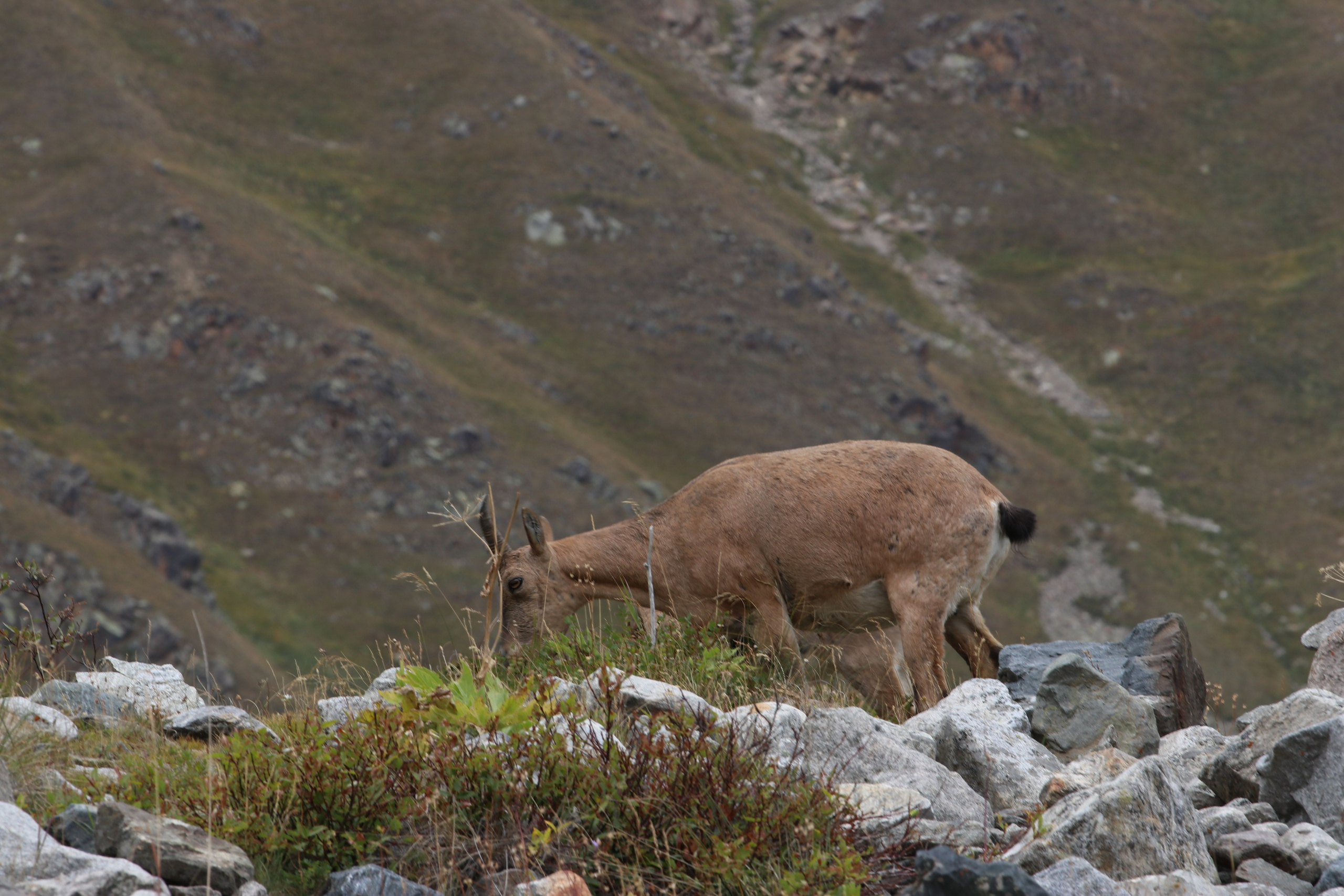 Приэльбрусье. Сентябрь 2023. Путешественник-фотограф из Санкт-Петербурга Татьяна Свистулина