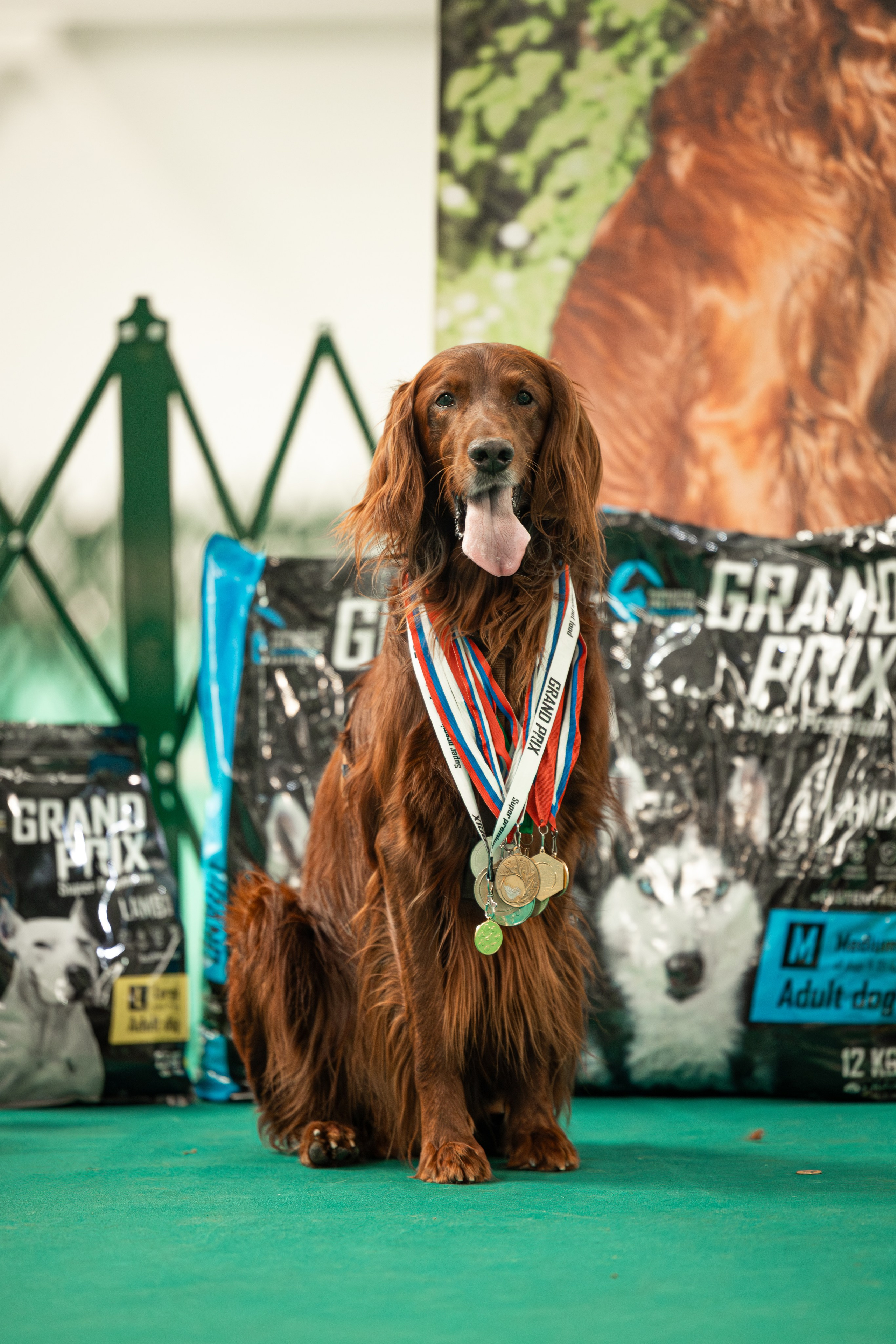 Выставка сеттеров 19.05.24