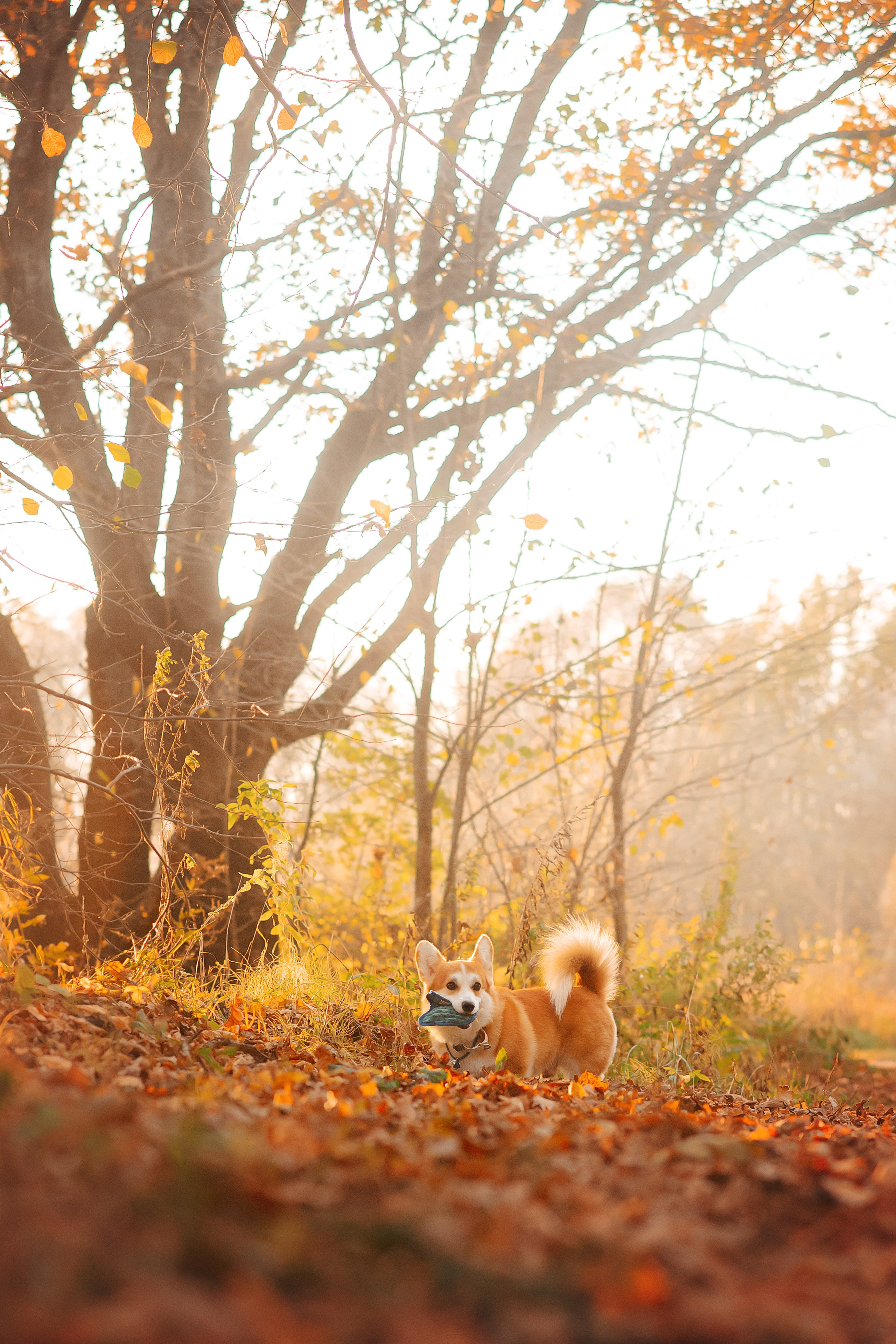 Максим, Надя, Рой и Шелби — 13.10.2024. Фотограф — Анималист | Анна Абрамова
