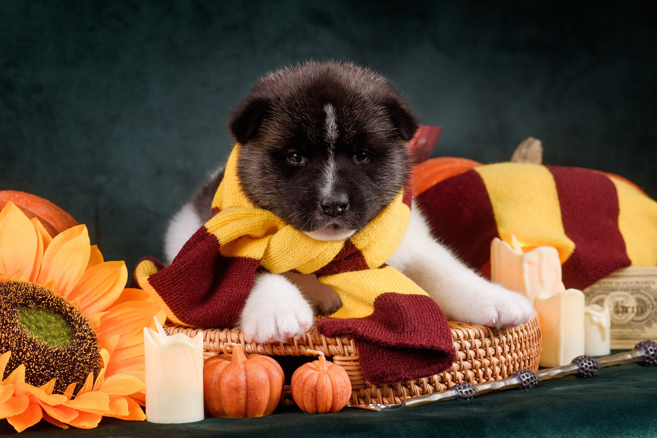 Щенки Американской Акиты — 04.11.2024. Фотограф — Анималист | Анна Абрамова