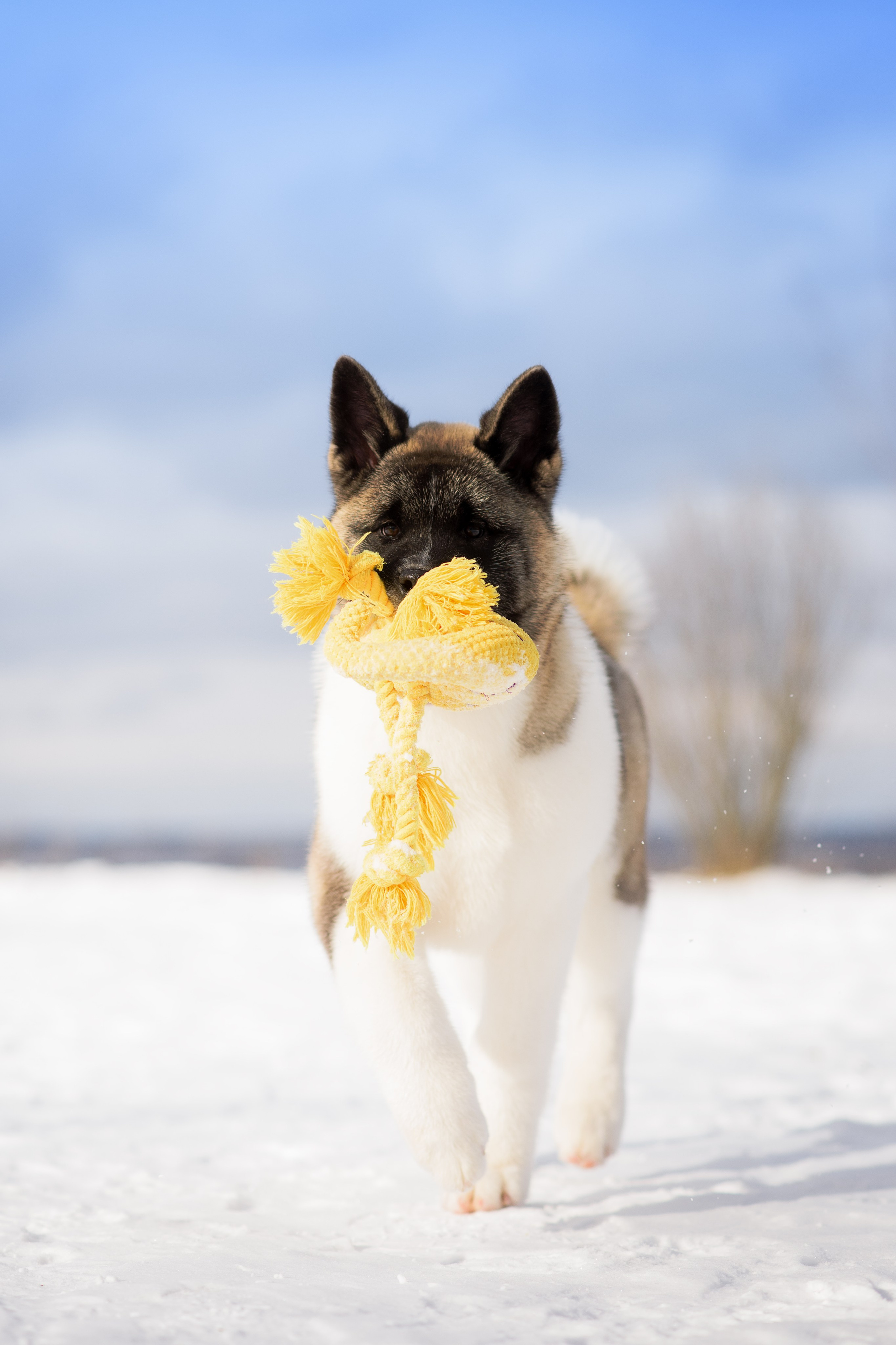 Эльза — 17.02.2025. Фотограф — Анималист | Анна Абрамова