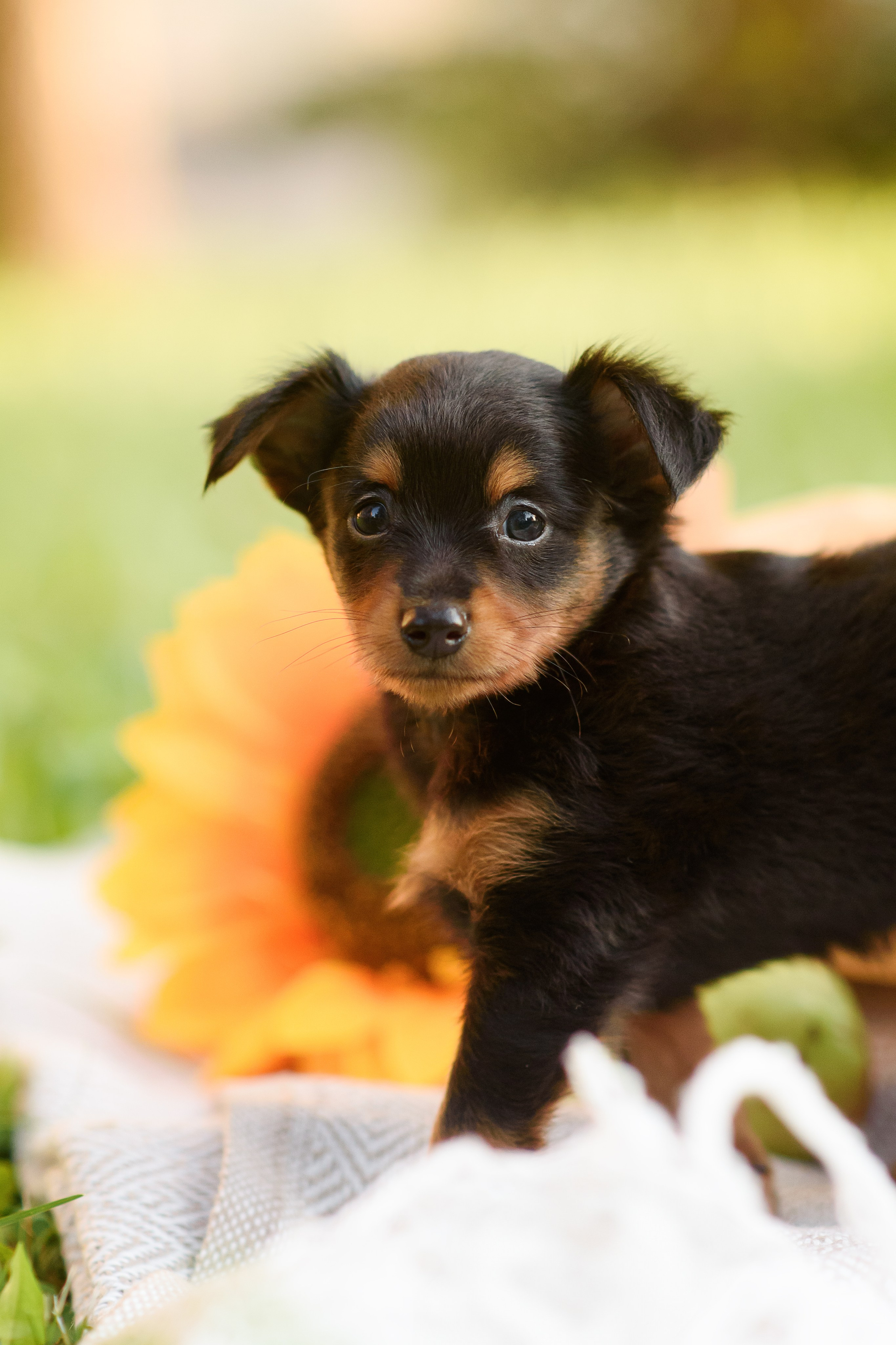 Щенки Пражских крысариков — 03.08.2024. Фотограф — Анималист | Анна Абрамова