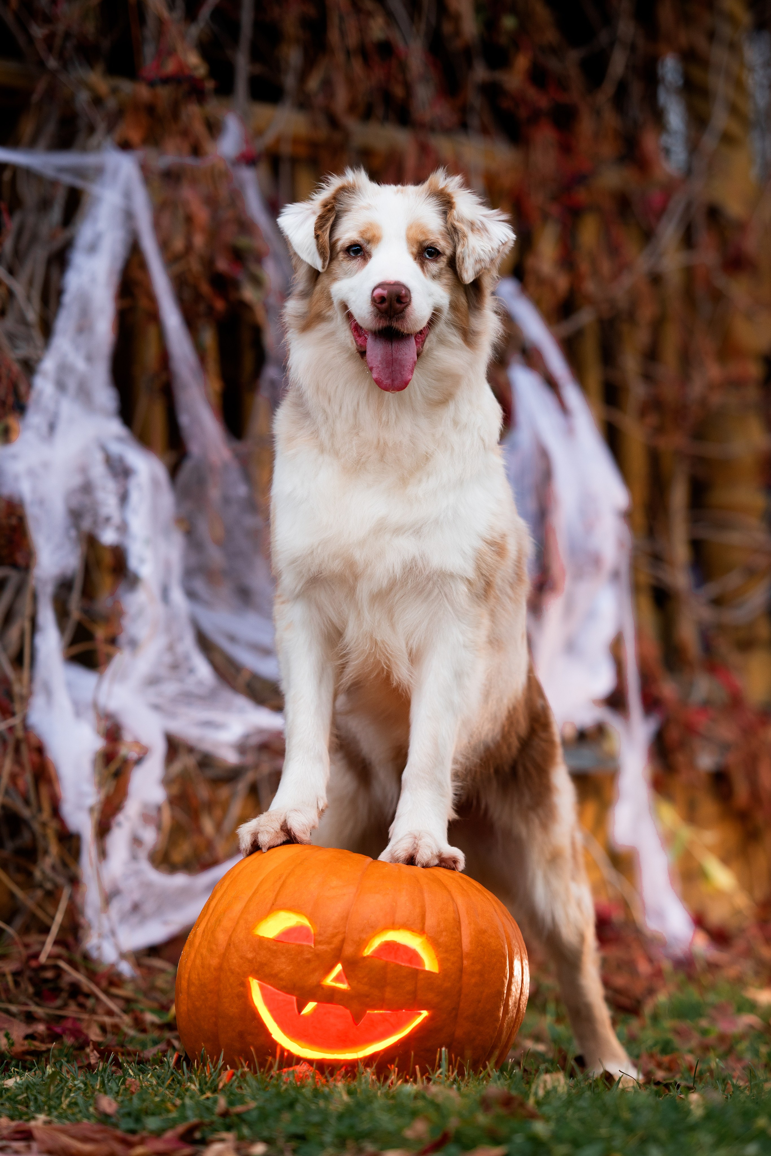 Halloween. Творческий фотограф Вологда