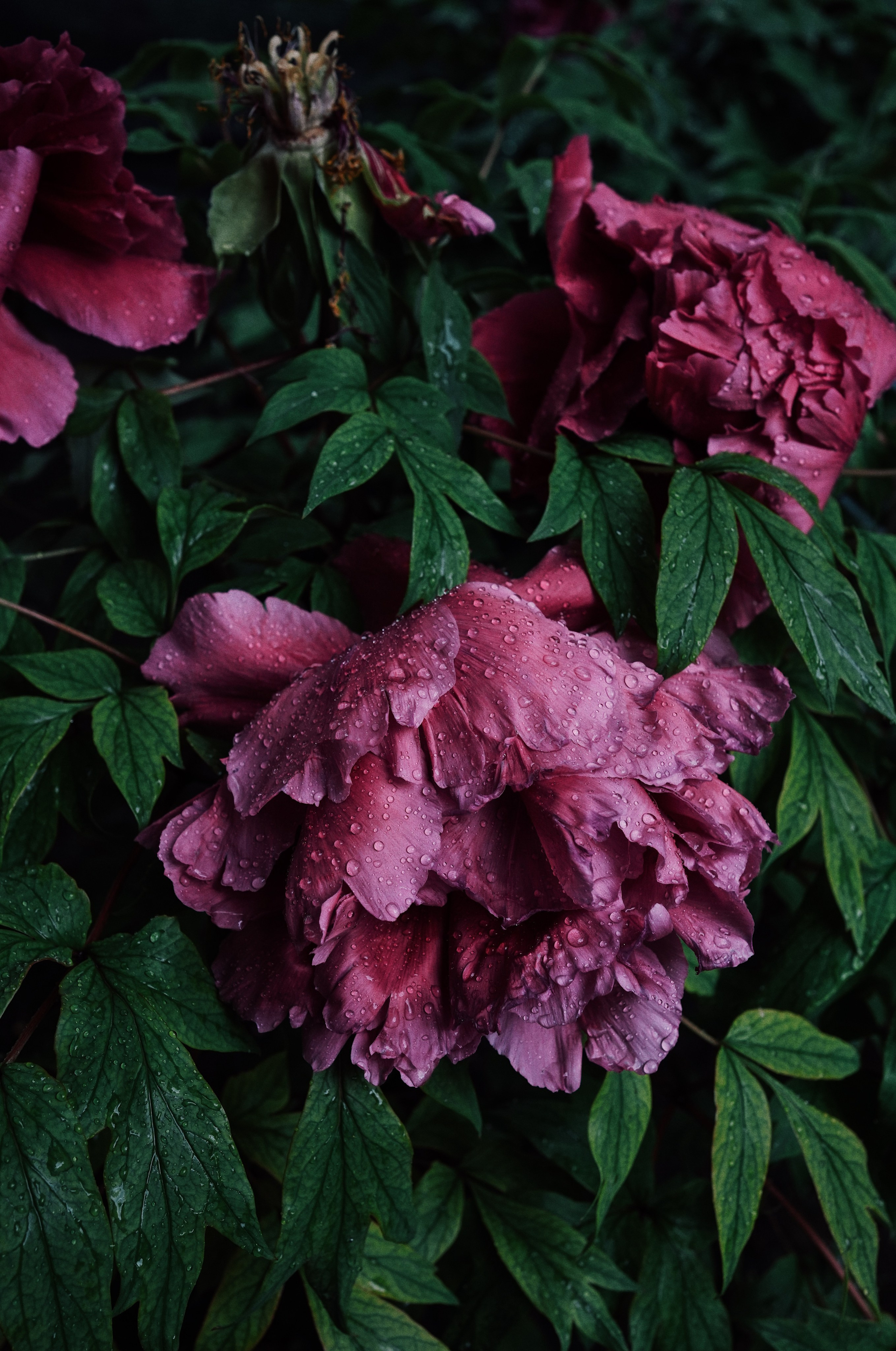 Botanical garden cards. Ксения Копна. Фотограф из Санкт-Петербурга