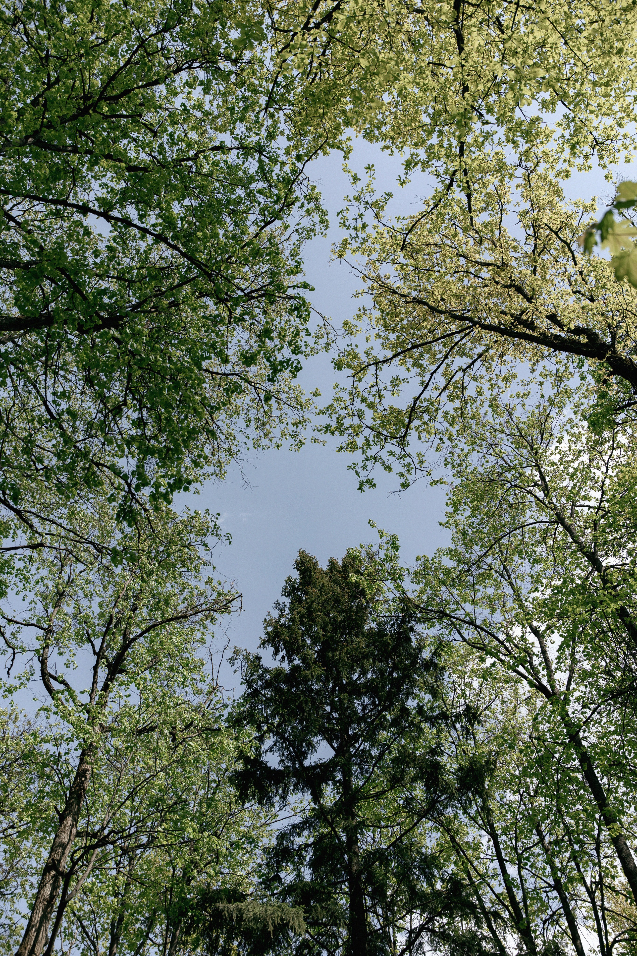 Загородная площадка для банкетов и свадеб лес