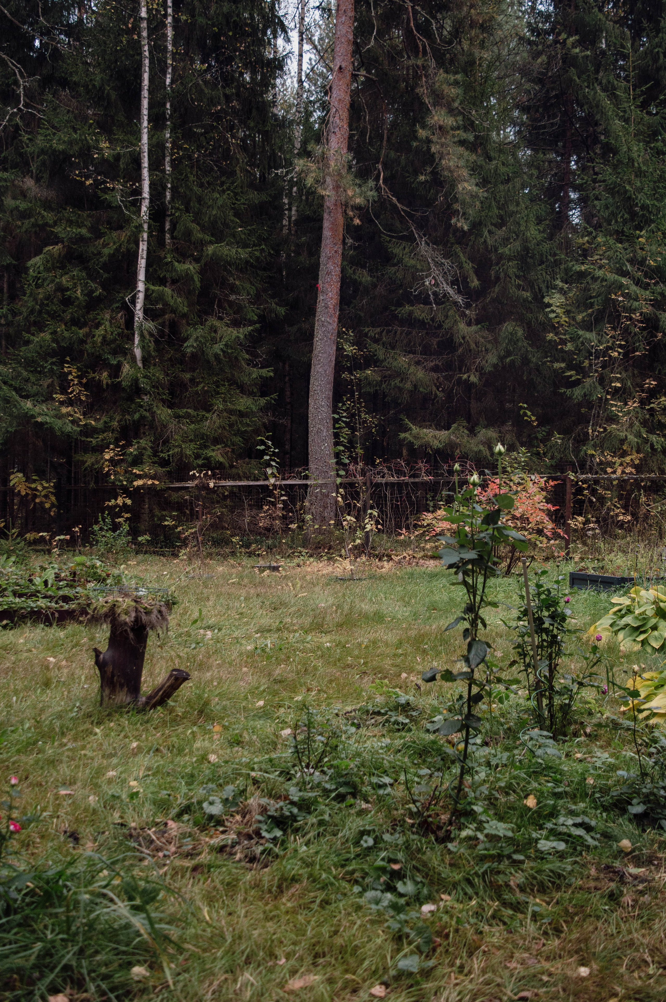 Weekend в лесу. Фотограф Анастасия Лощакова в Москве