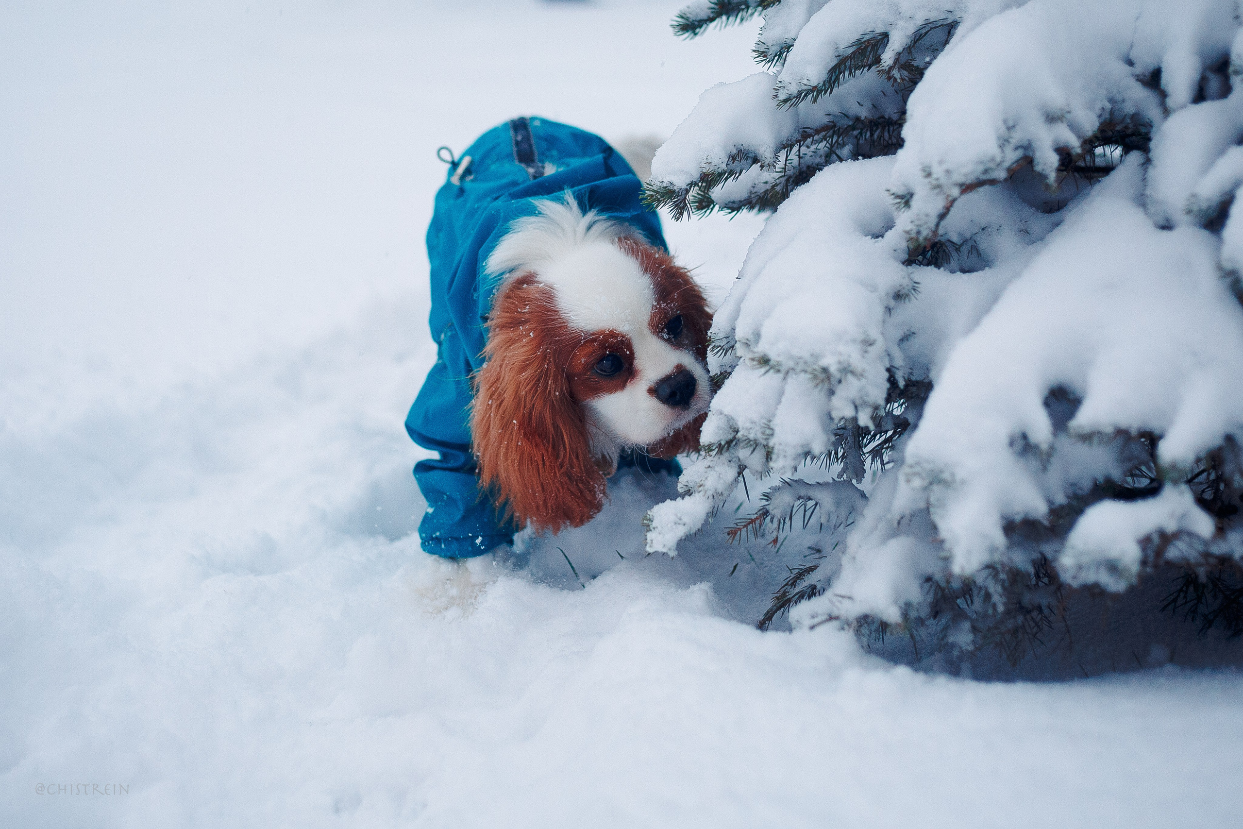 Внезапно апрельская зима. Фотограф-анималист Наталия Чистюхина в г. Сосновый Бор и ЛО