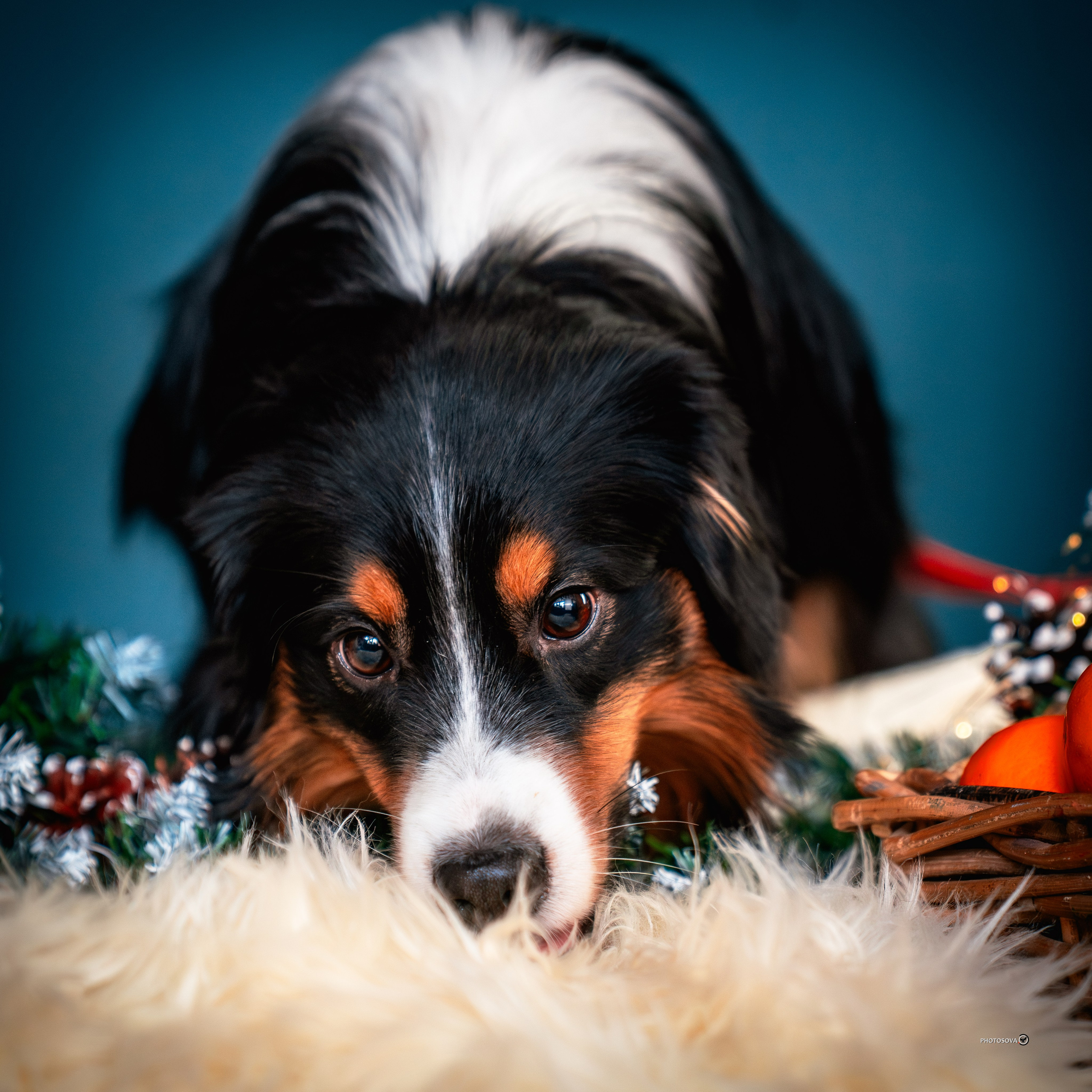 ФОТОПАМЯТЬ ВАШИХ ЭМОЦИЙ. Фотограф-анималист, семейный фотограф в Москве и Подмосковье. Фотосъёмка кинологических дисциплин
