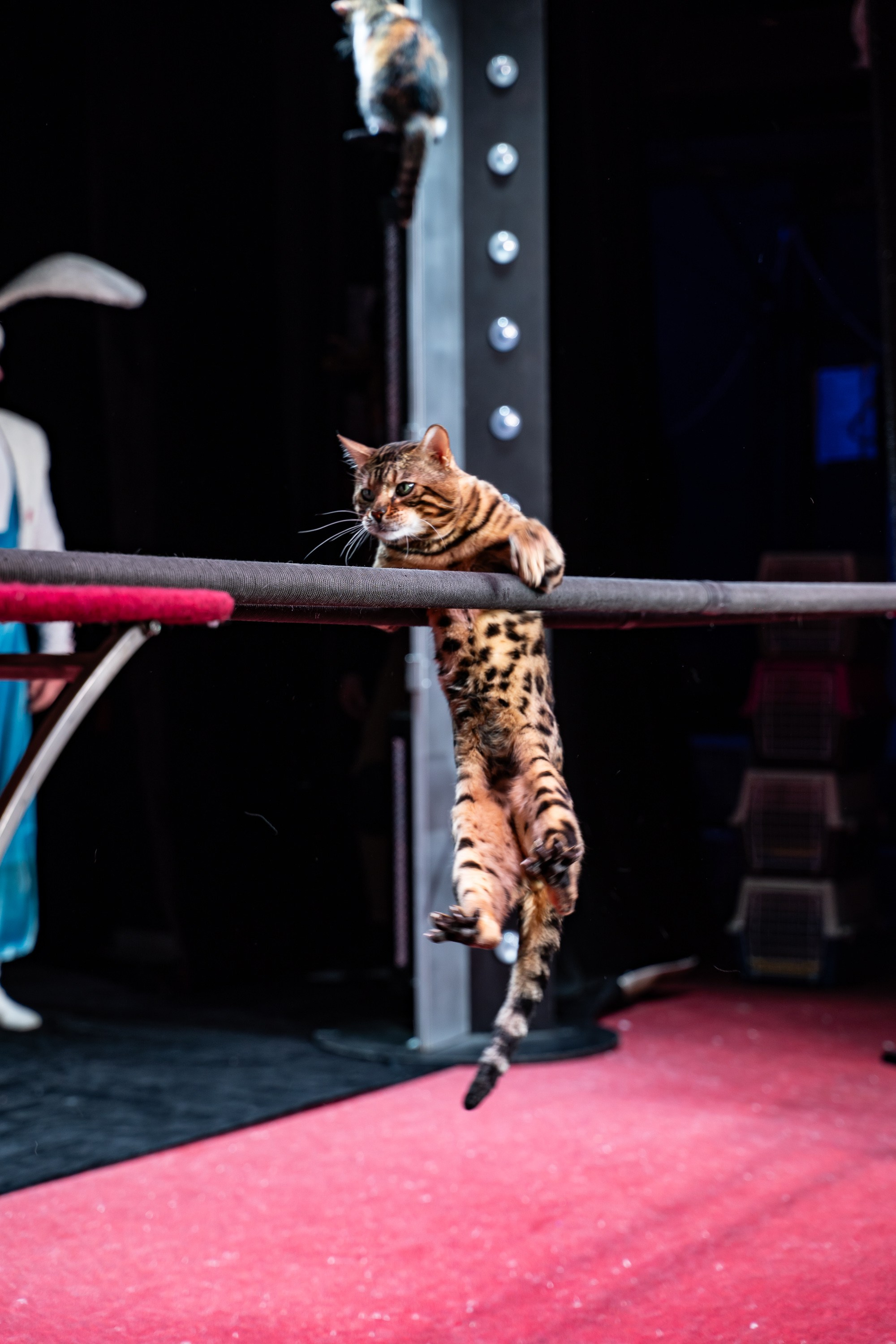 Театр Куклачева и его закулисье. Разноплановый фотограф в Москве