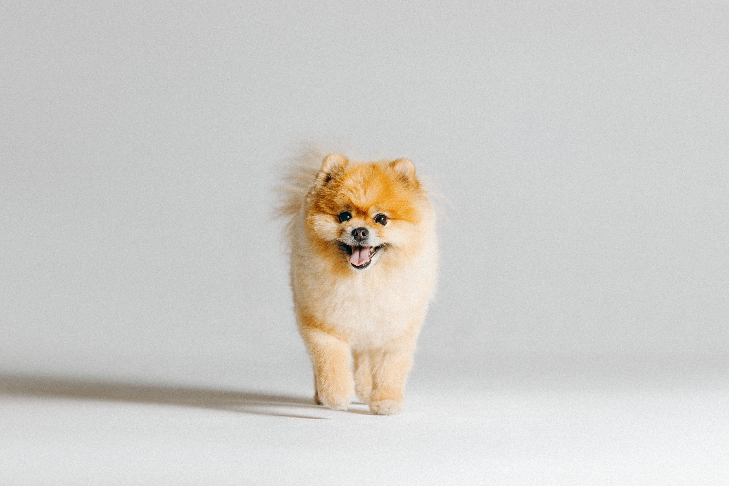 Индивидуальная фотосессия Лизы. Фотограф. Фотограф-анималист. Москва