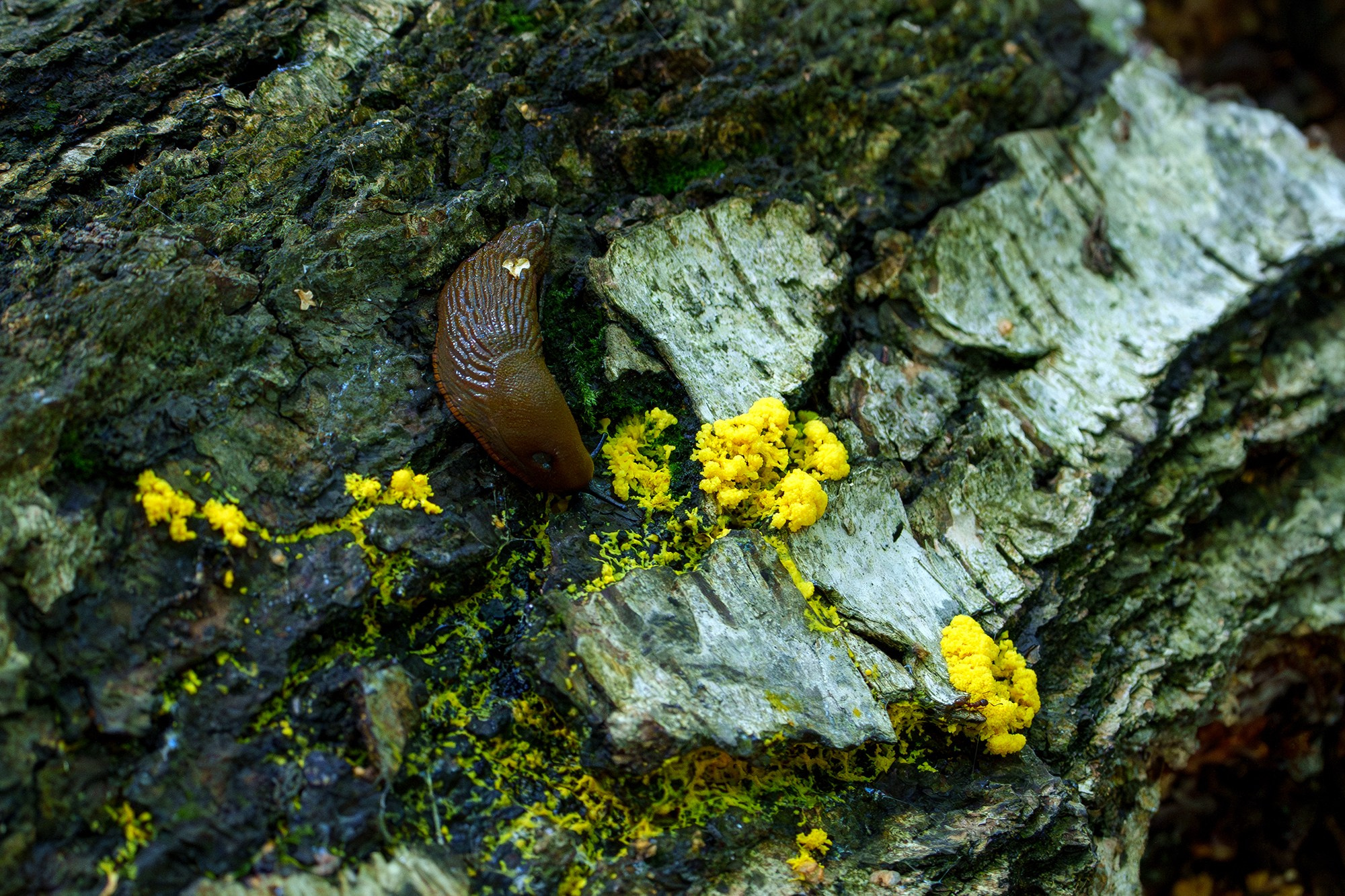 Цветы. Ваш личный фотограф Марина Волкова