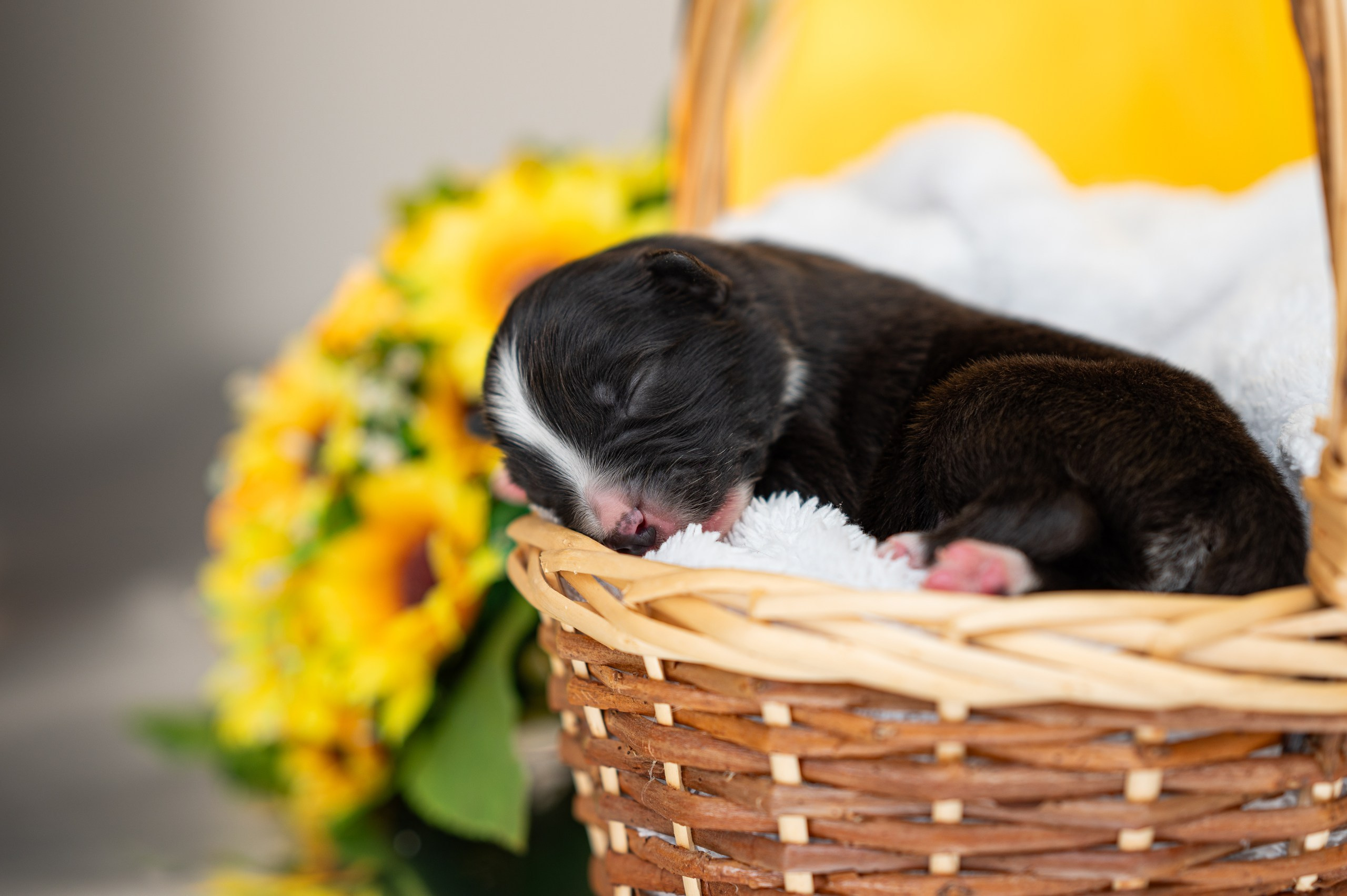 Заводчик Влада Эльман. Творческий фотограф Вологда