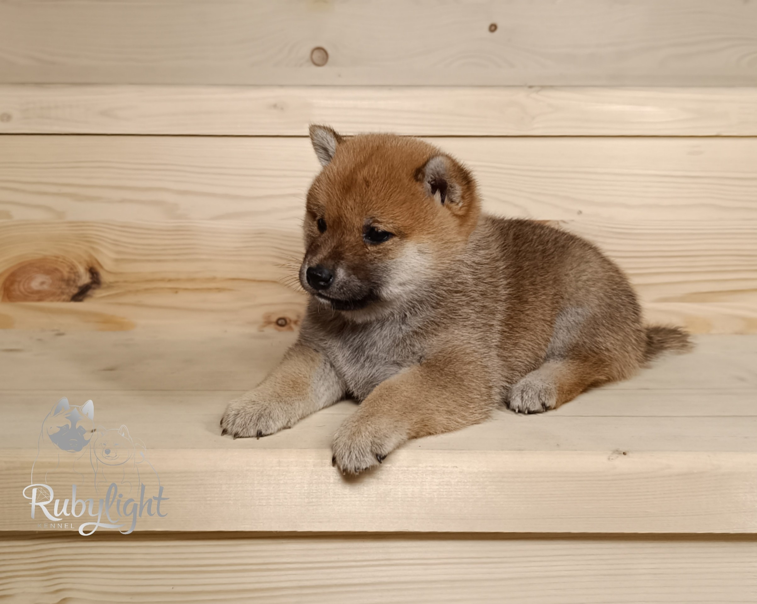 Сиба Rubylight Emma питомник Рубилайт 