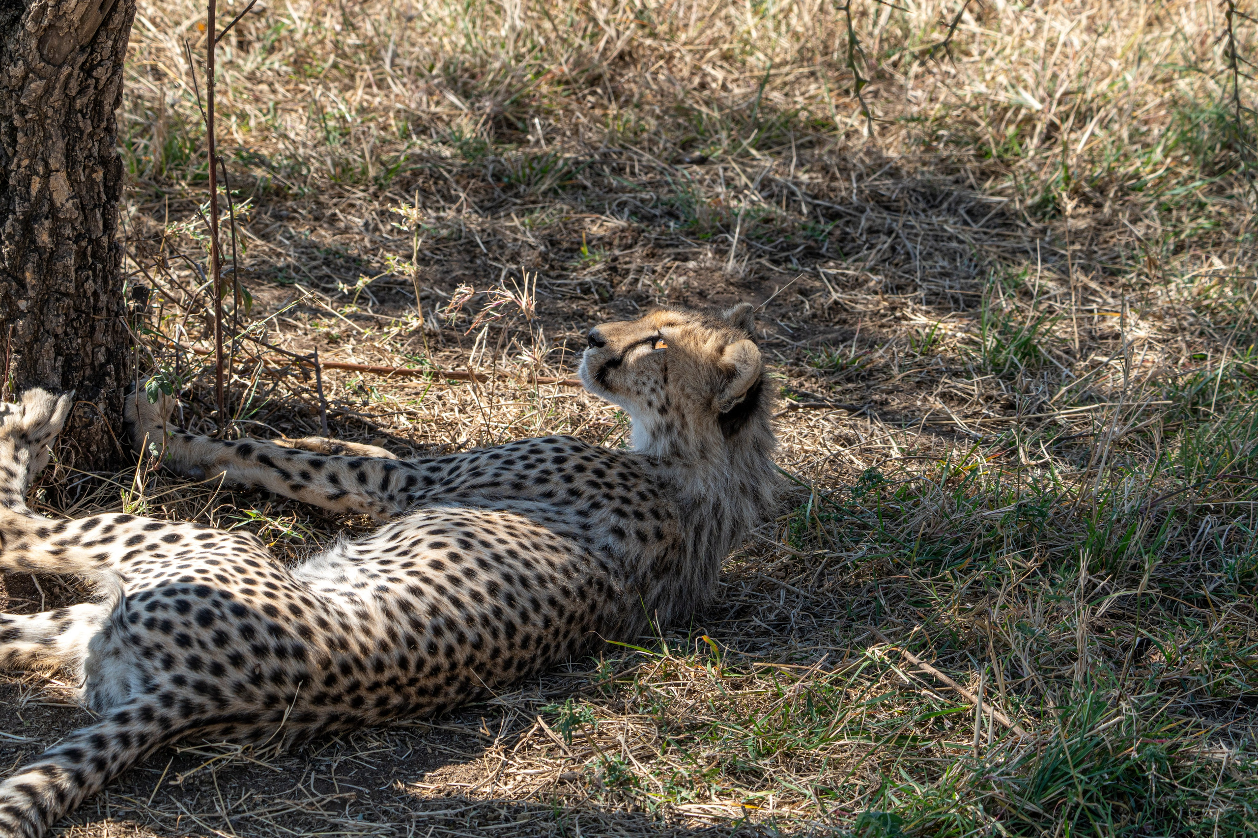 Танзания, сафари, 2025. Творческие сьемки