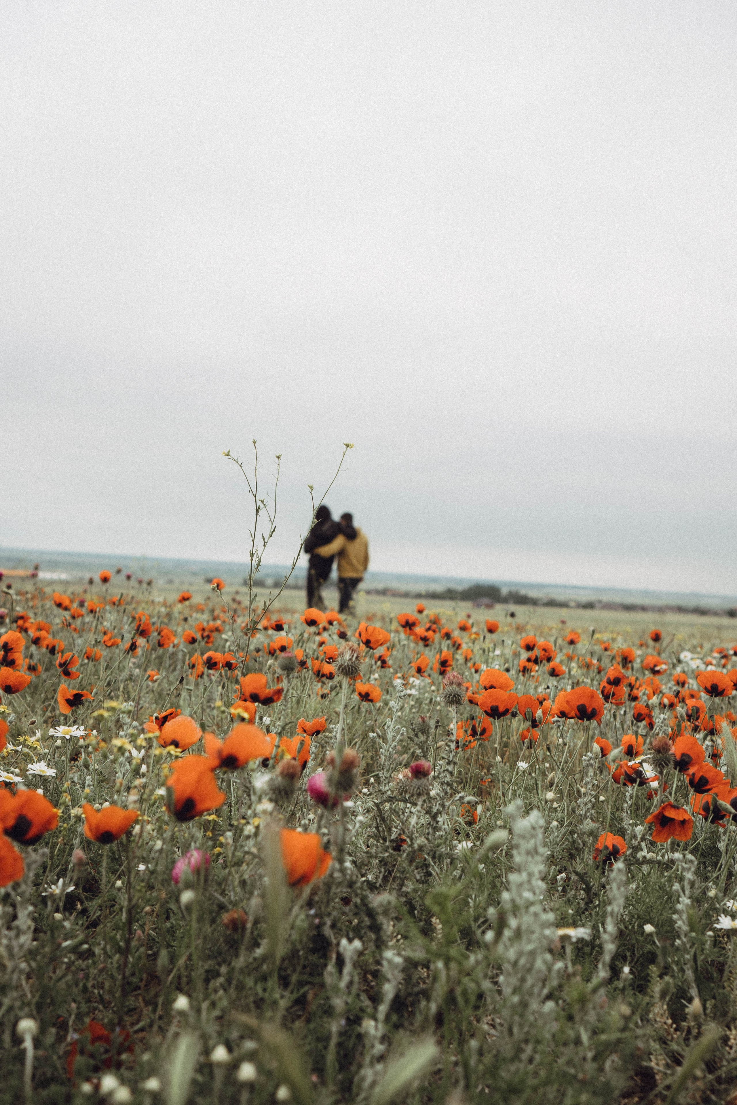 Любовь в маковом поле. Профессиональный фотограф, Санкт-Петербург — Виктория Богомолова
