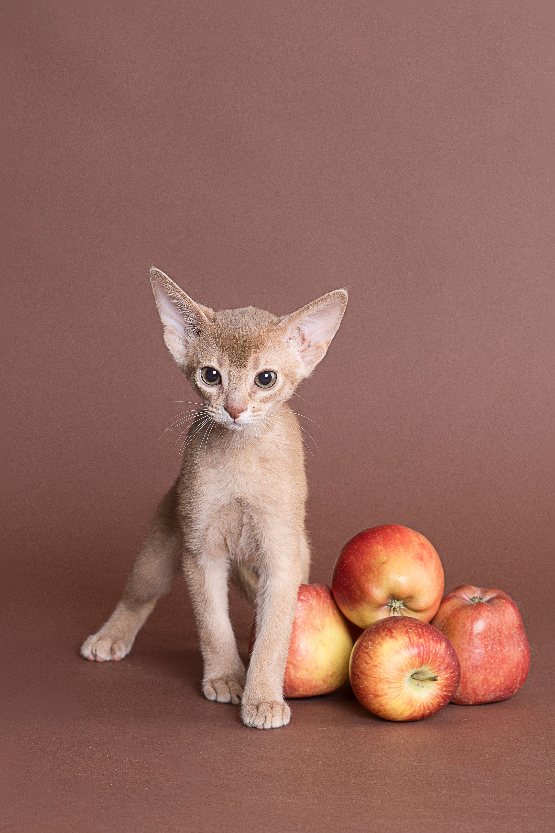 Съемка животных, фотосъемка животных для продажи, фотосъемка животных для объявлений, съемка животных для авито, съемка животных для выставки, съемка животных для каталога. Съемка собак, съемка кошек, съемка домашних животных, съемка домашних питомцев, фотосъемка щенков, фотосъемка котят