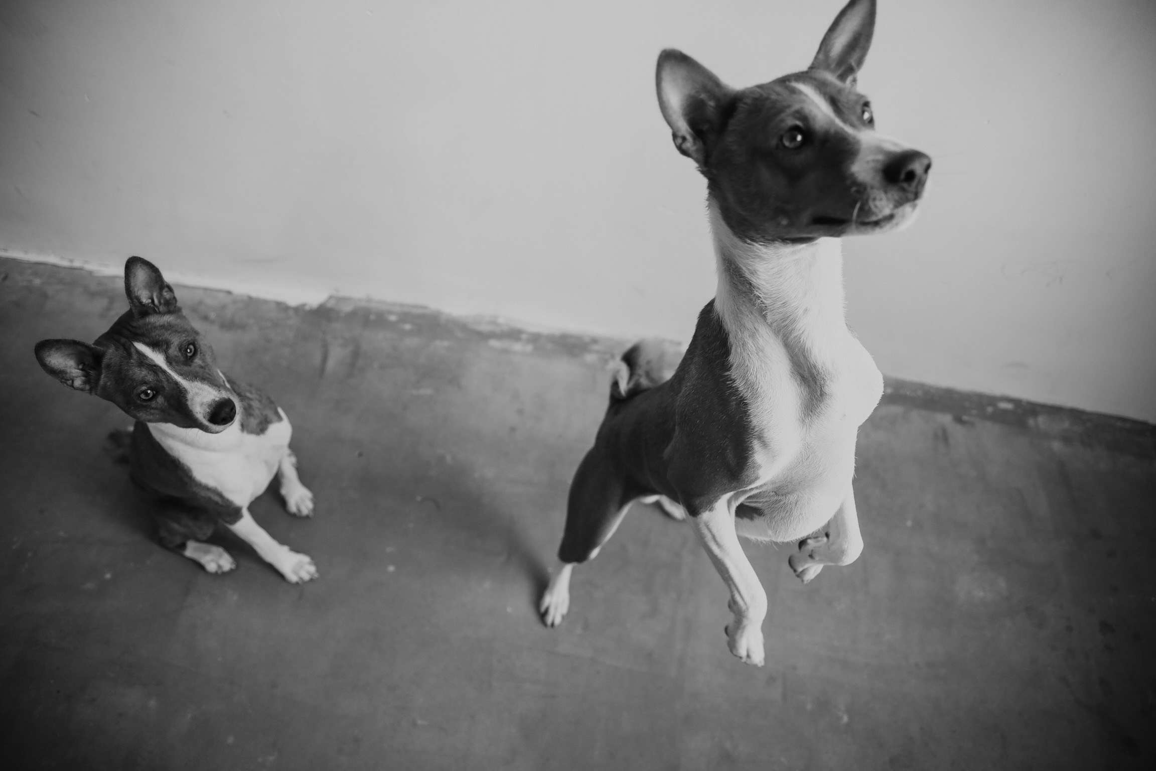 С собаками. Фотограф в Серпухове и Тарусе Ксения Царёва