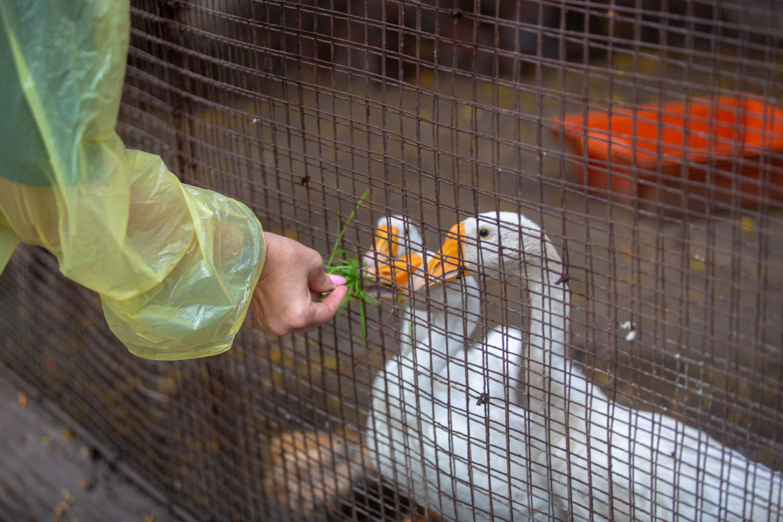 Samut Prakan Crocodile Farm & Zoo. Photographer Sonkina Tatiana (Tanya Ash)
