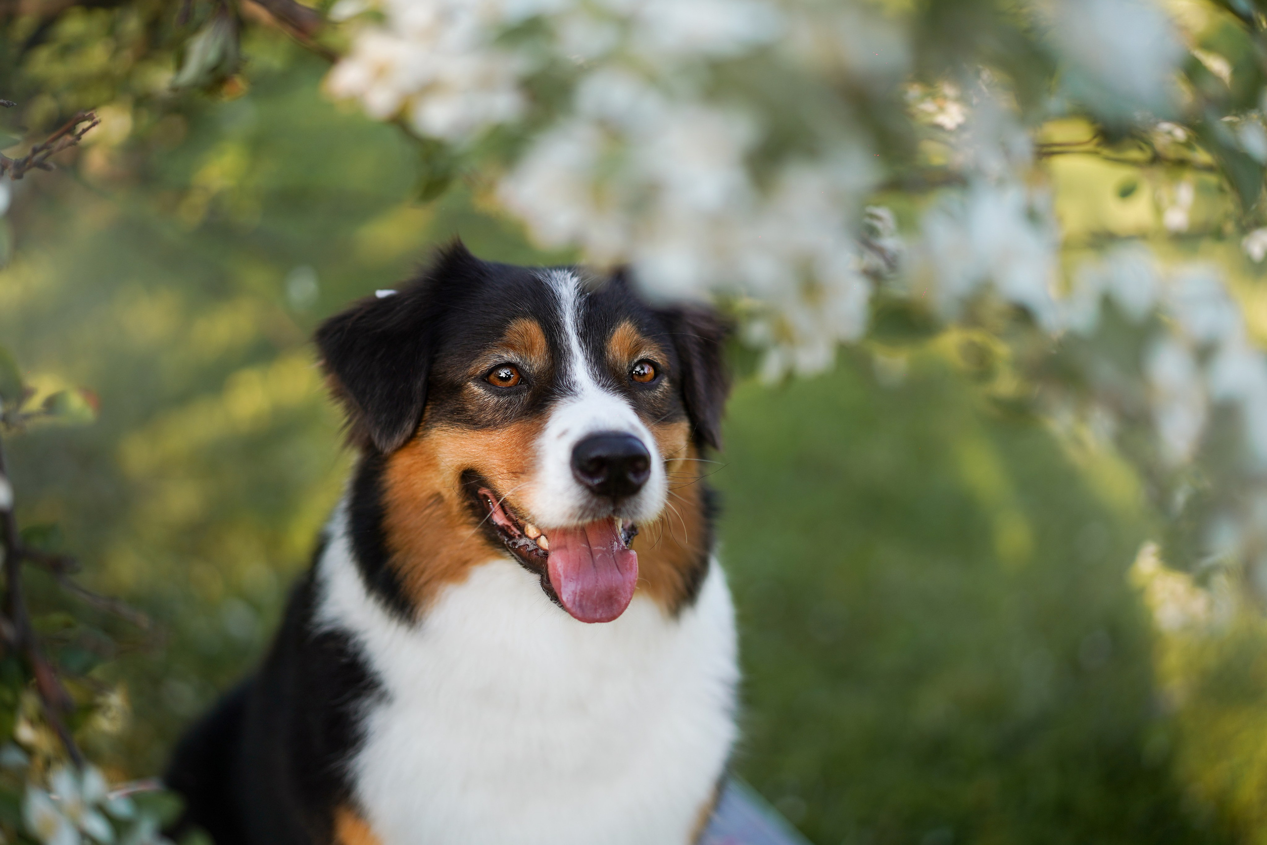 Аусси в Яблоневом саду. Фотограф-анималист в Санкт-Петербурге Яна Мартынова