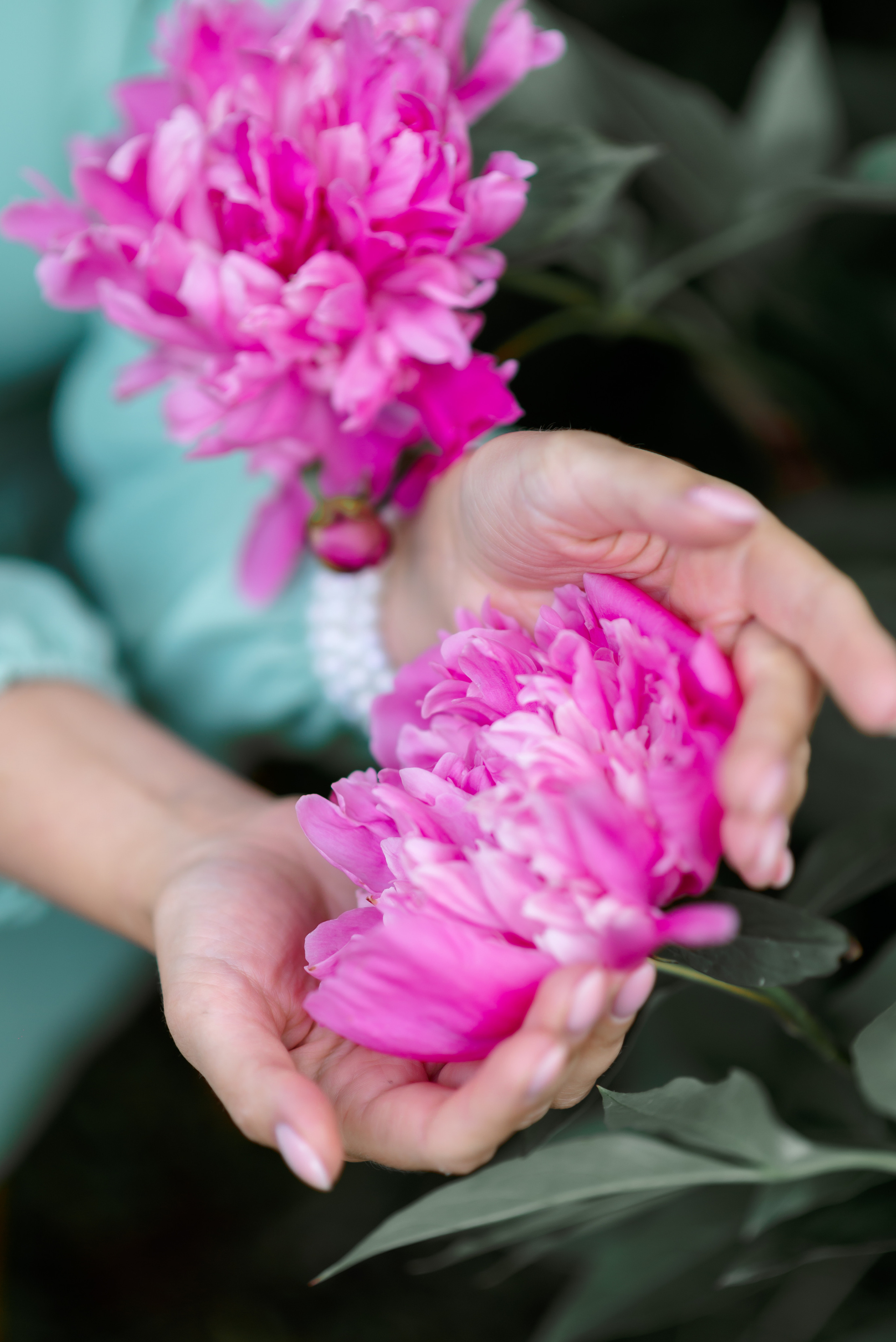 крупные ярко-розовые пионы в женских руках