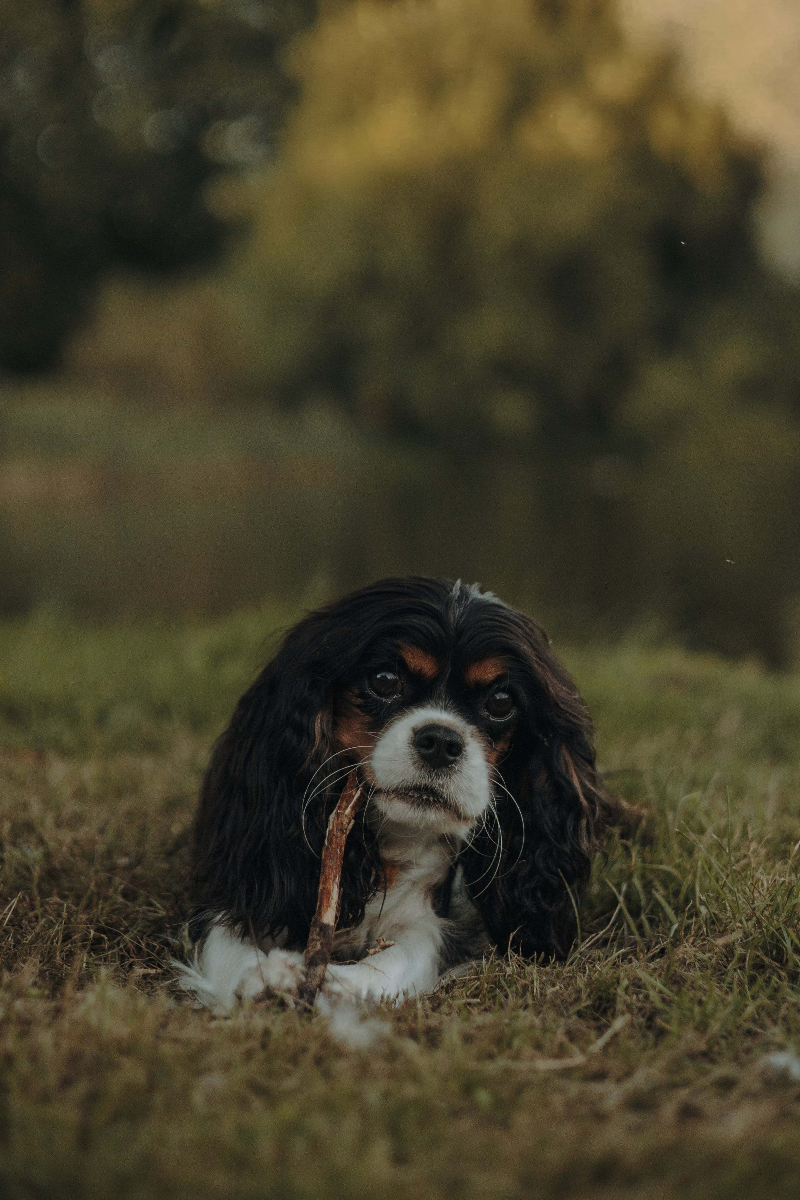 Светлана & Стеша & Настя. Фотограф — анималист •love-story•|Санкт-Петербург