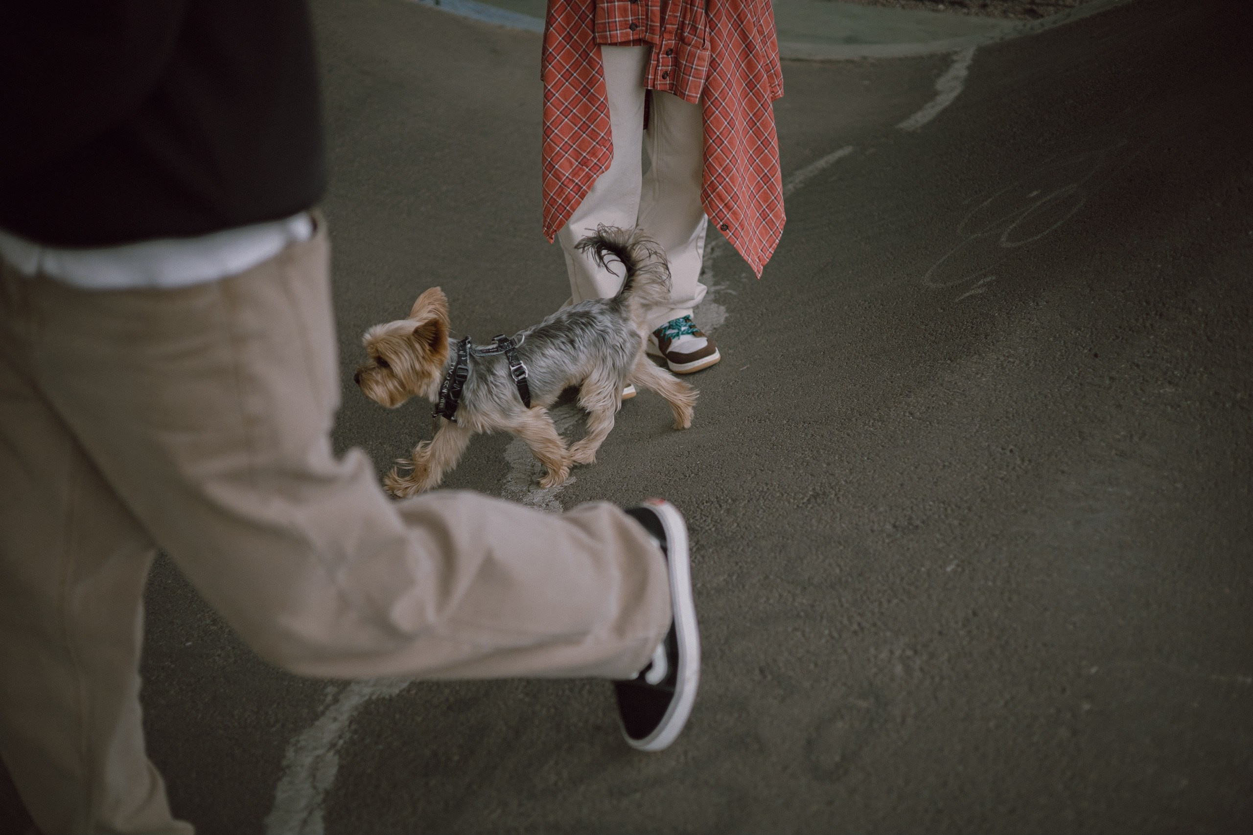 Андрей, Аня и Персик. Фотограф — анималист •love-story•|Санкт-Петербург