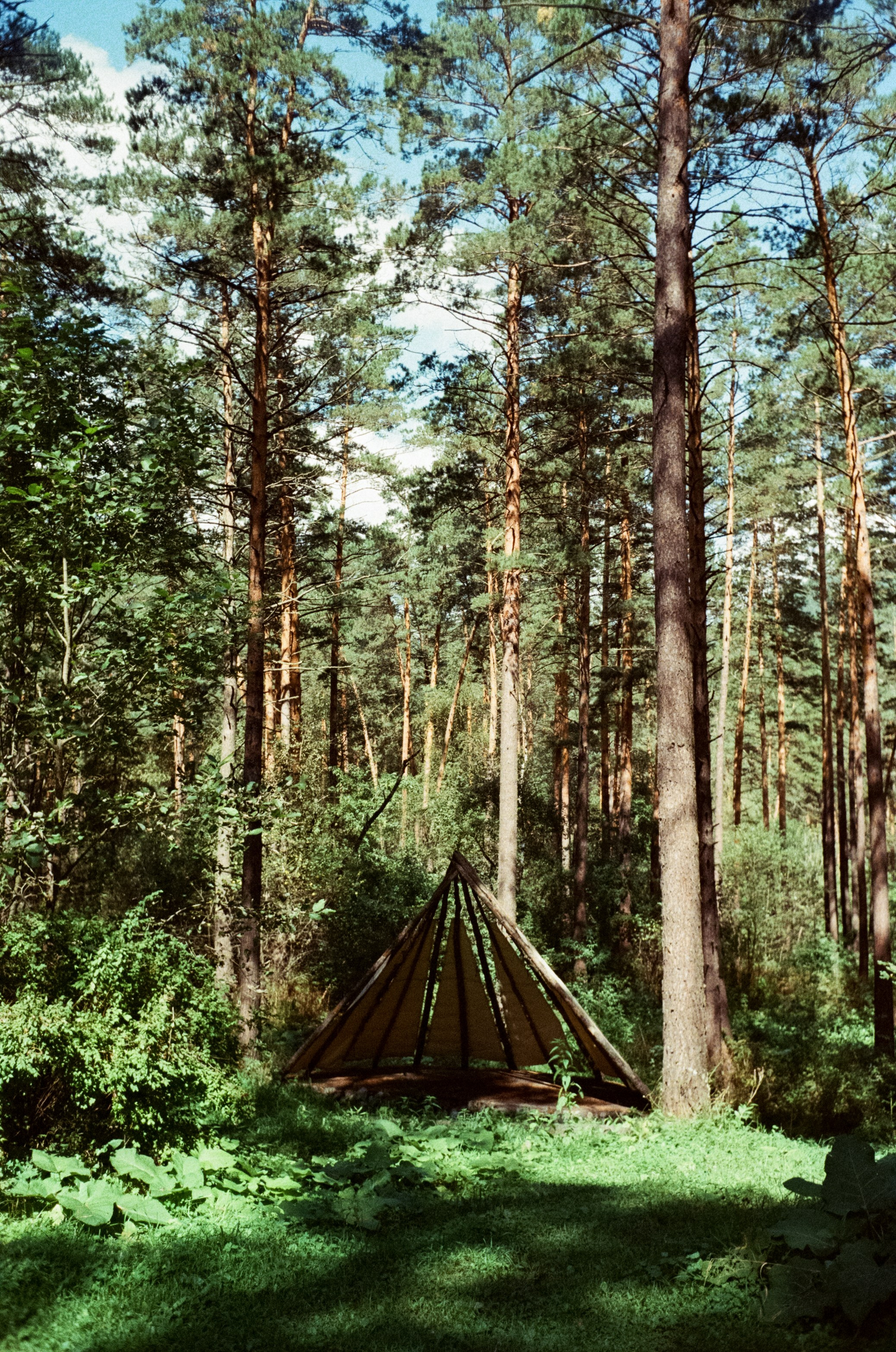 Горно-алтайский ботанический сад, база Кедровый остров / 27 августа 2024 года