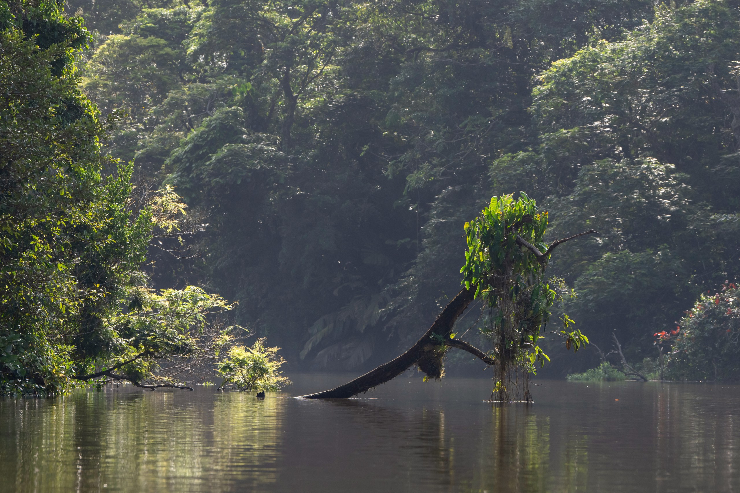Costa Rica. Foto-Zuev фотография как искусство