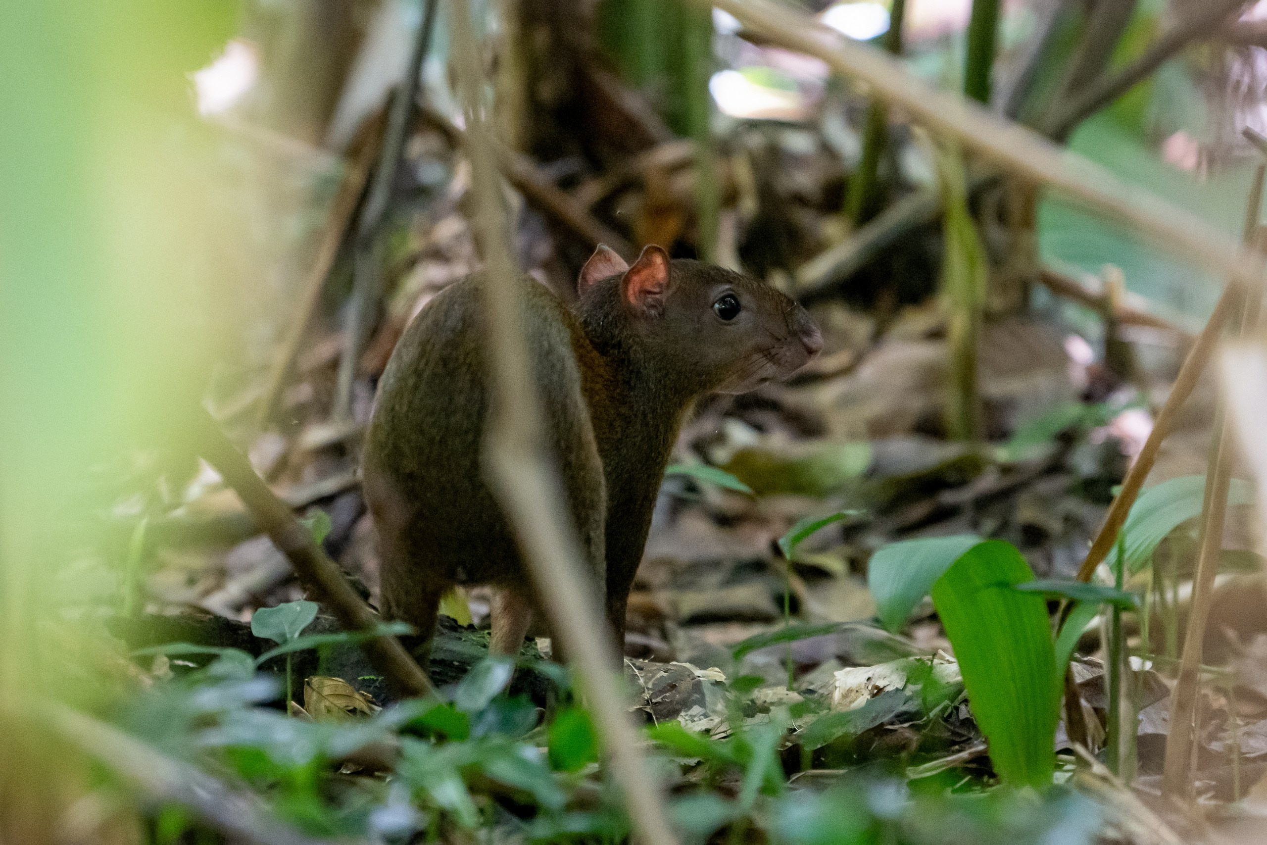 Costa Rica. Foto-Zuev фотография как искусство