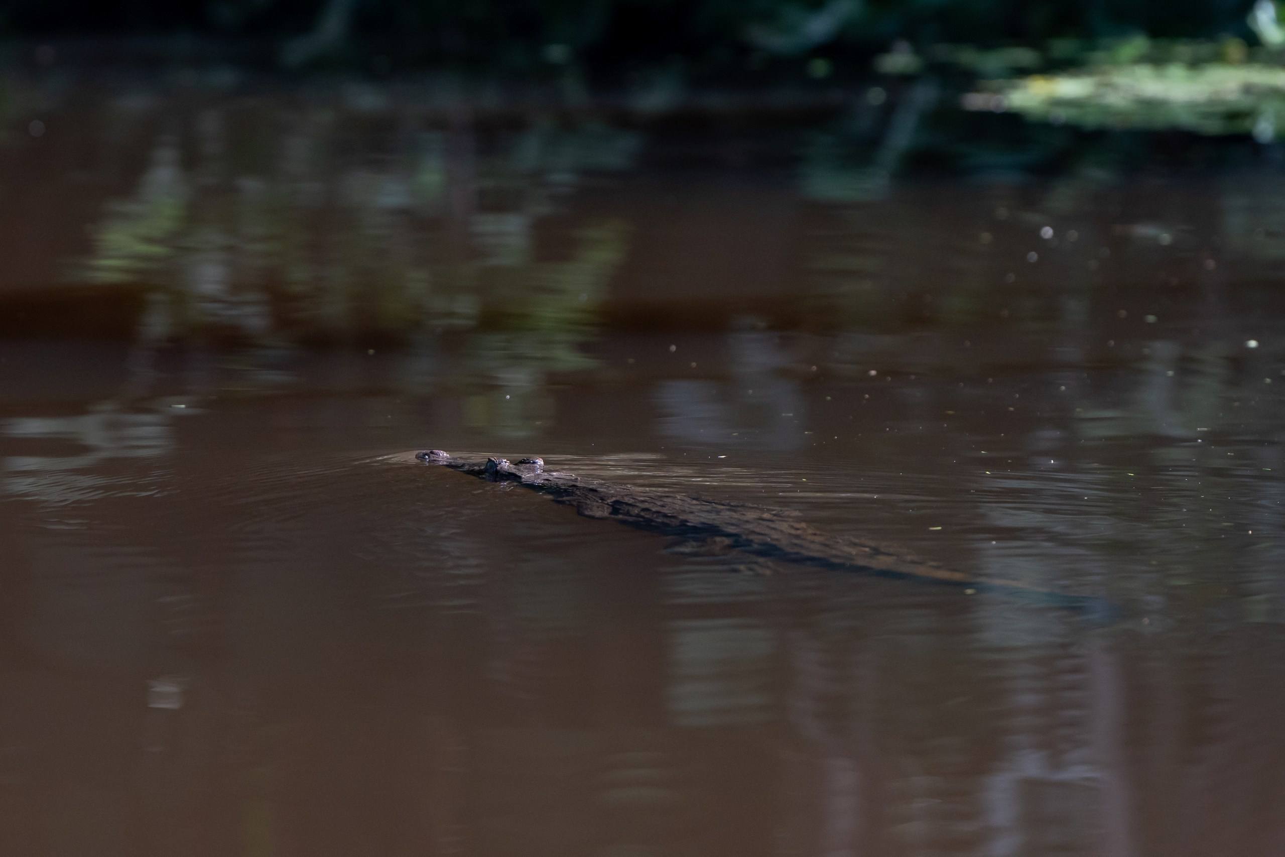 Costa Rica. Foto-Zuev фотография как искусство