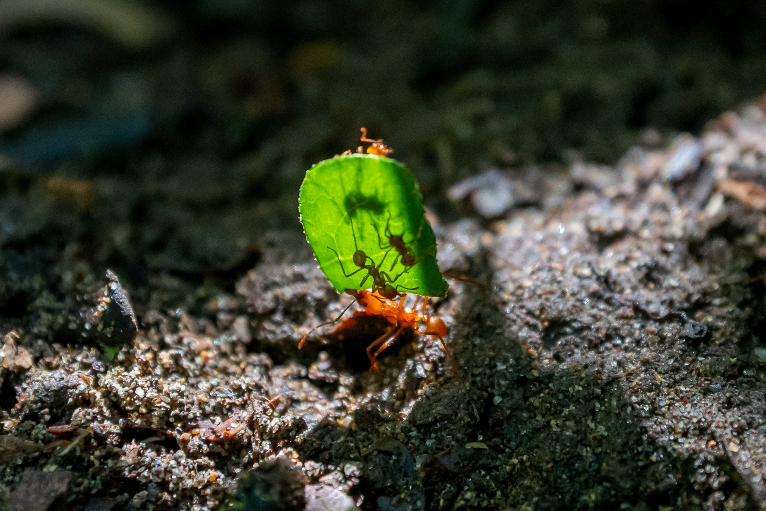 Costa Rica. Foto-Zuev фотография как искусство