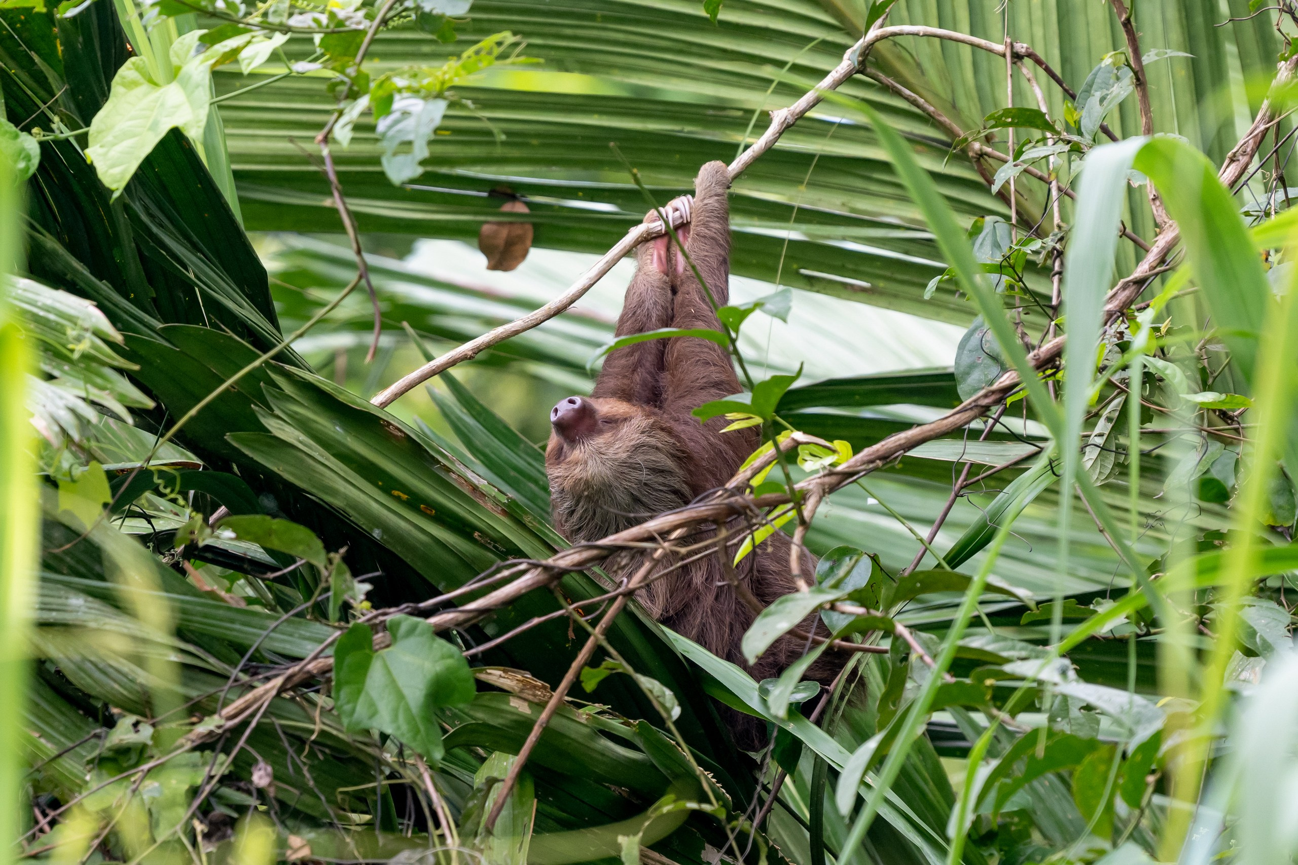 Costa Rica. Foto-Zuev фотография как искусство