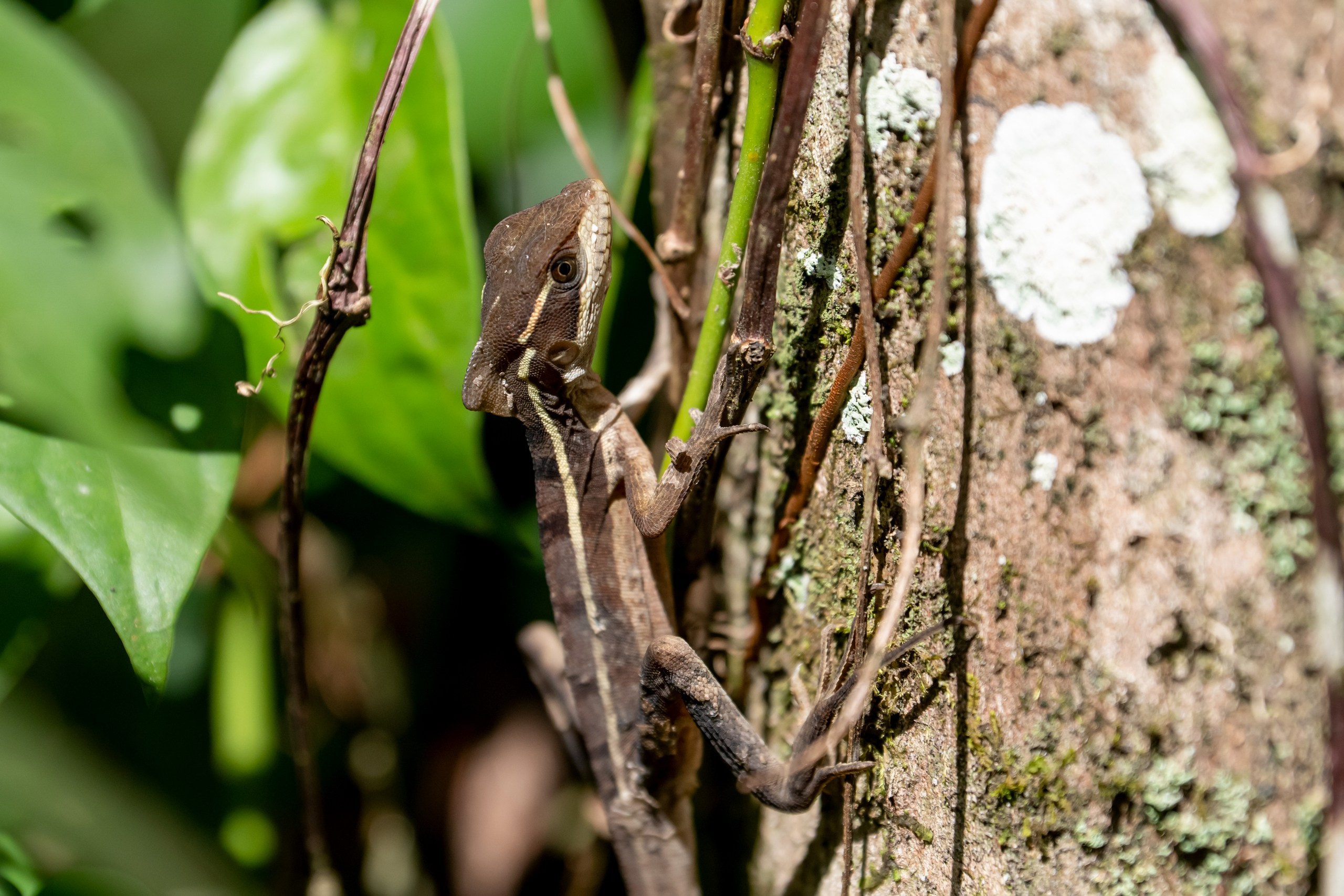 Costa Rica. Foto-Zuev фотография как искусство