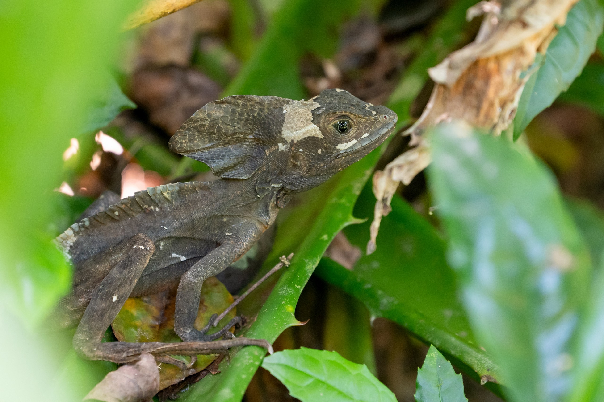 Costa Rica. Foto-Zuev фотография как искусство