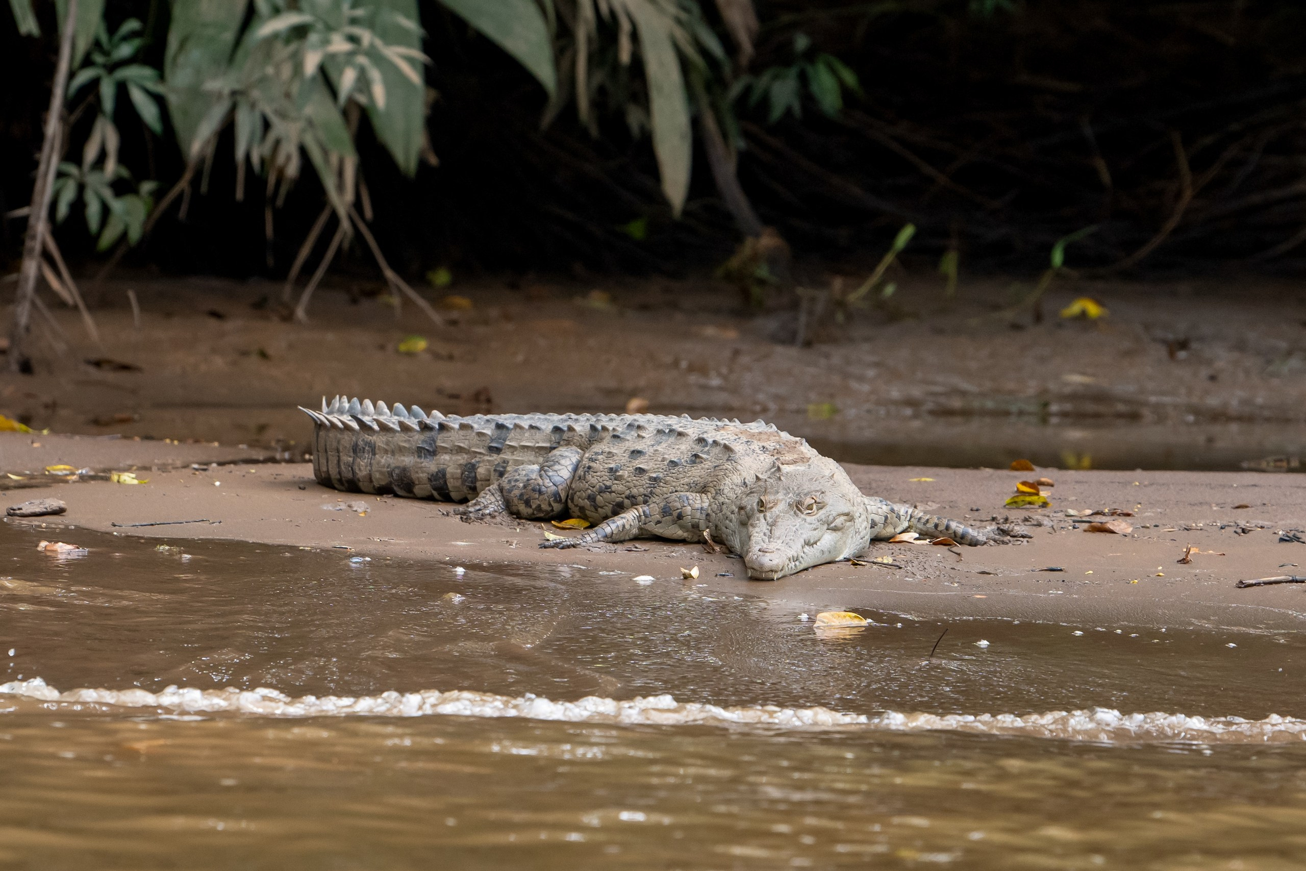 Costa Rica. Foto-Zuev фотография как искусство