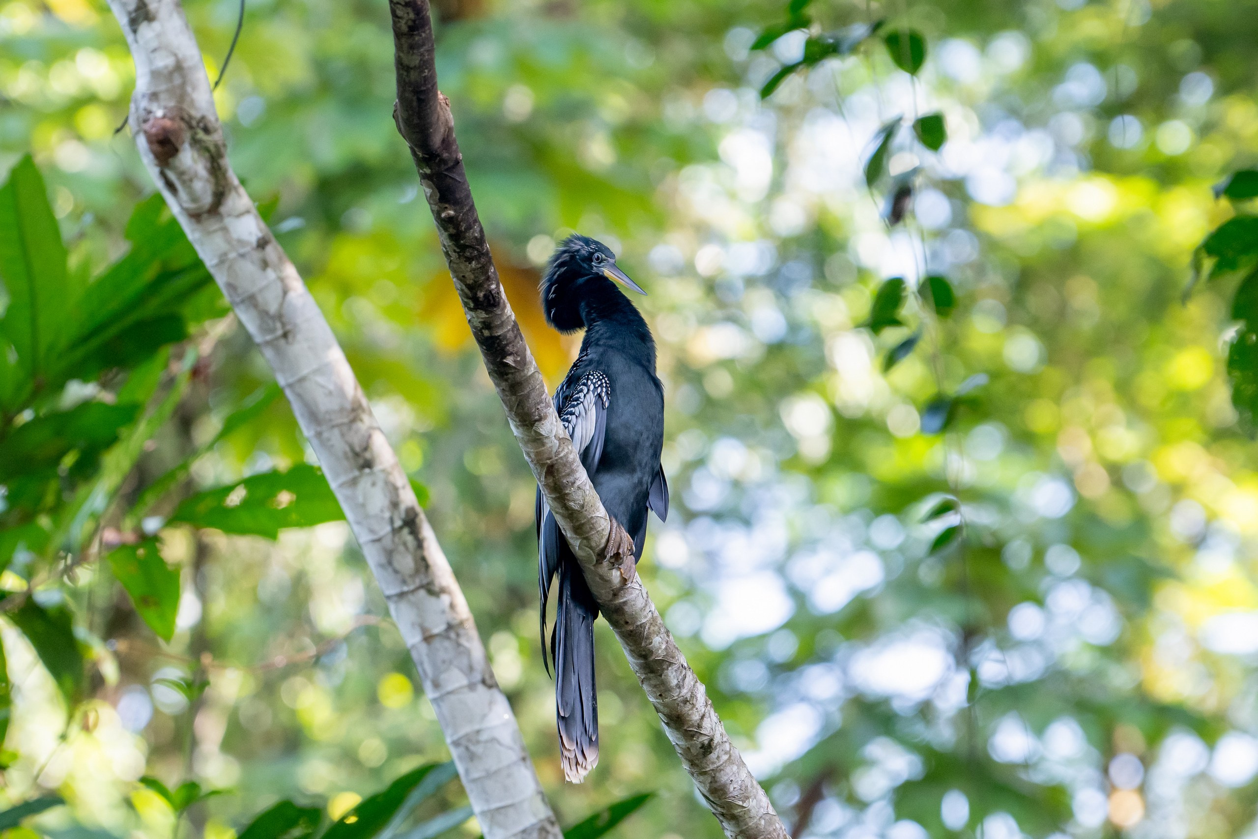 Costa Rica. Foto-Zuev фотография как искусство