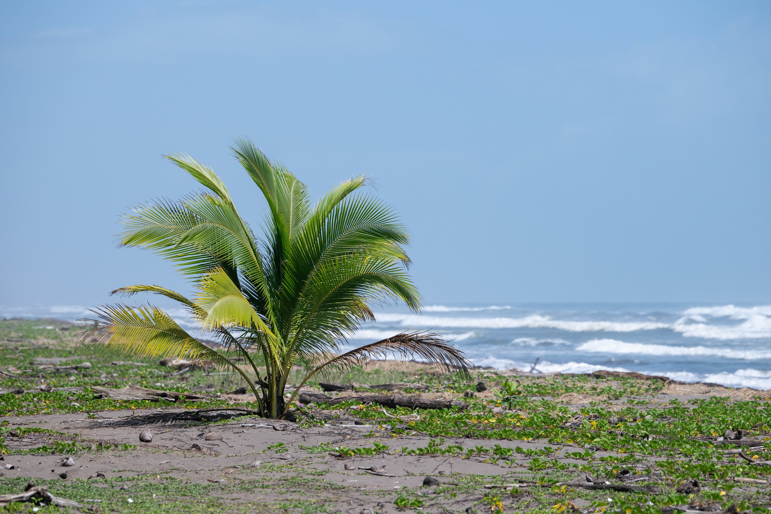 Costa Rica. Foto-Zuev фотография как искусство