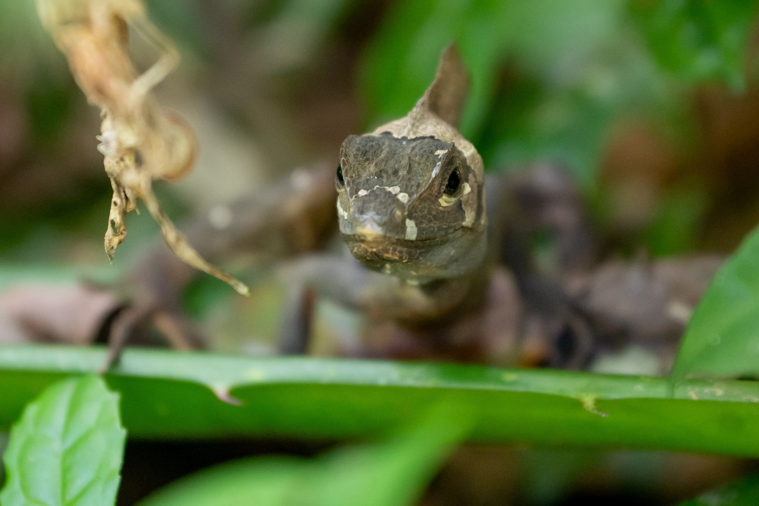 Costa Rica. Foto-Zuev фотография как искусство