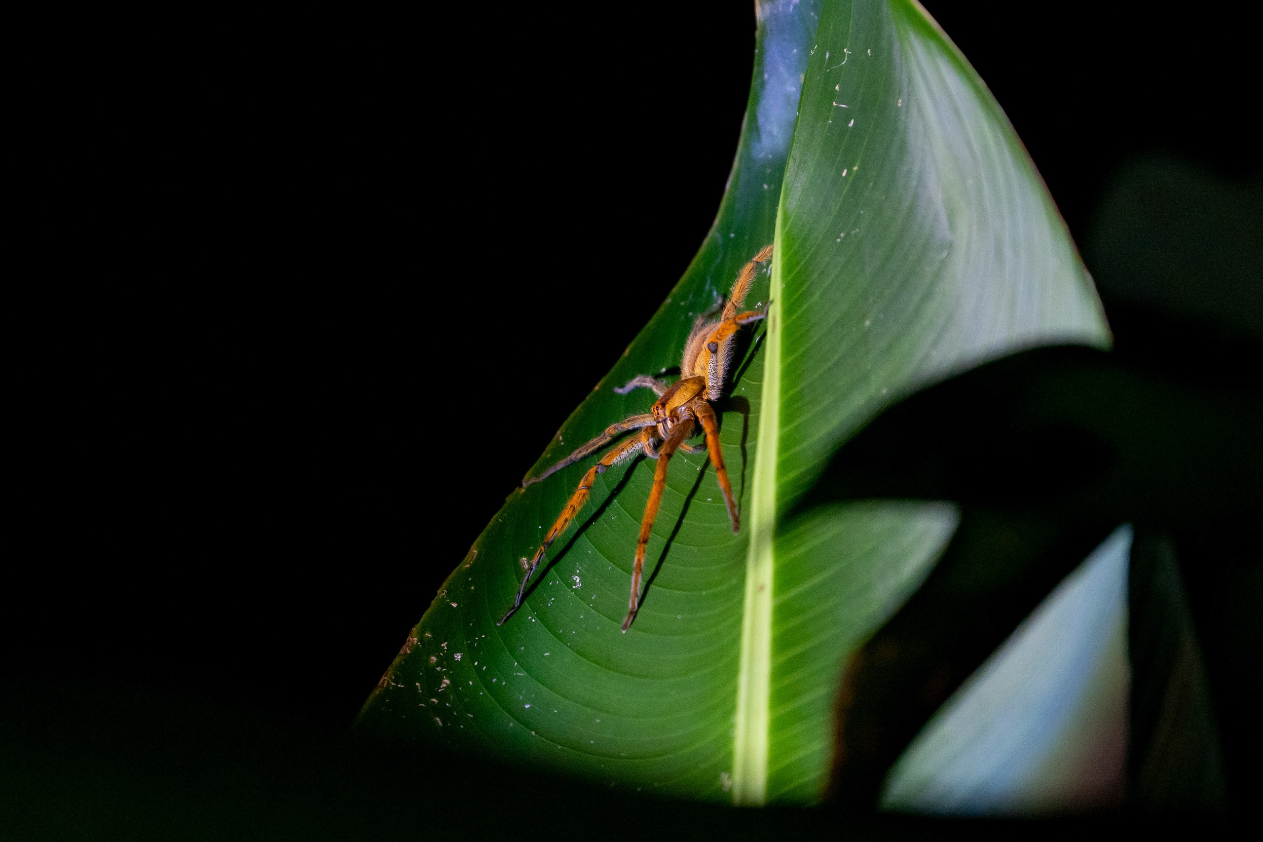 Costa Rica. Foto-Zuev фотография как искусство