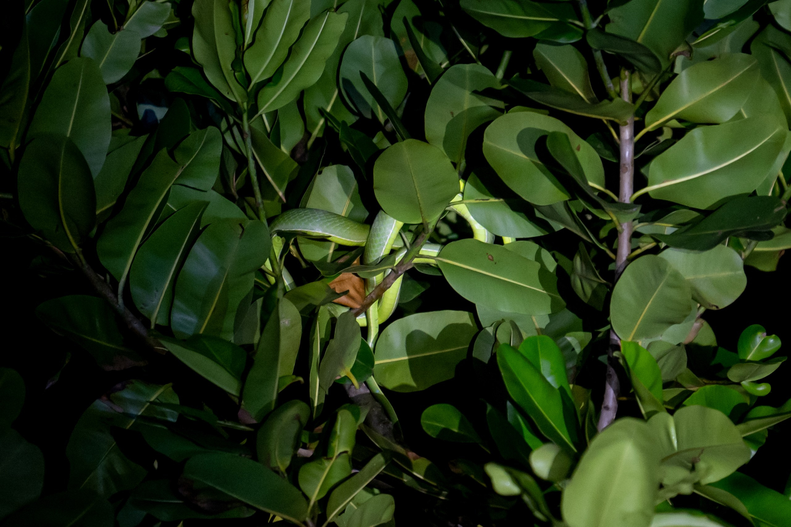Costa Rica. Foto-Zuev фотография как искусство