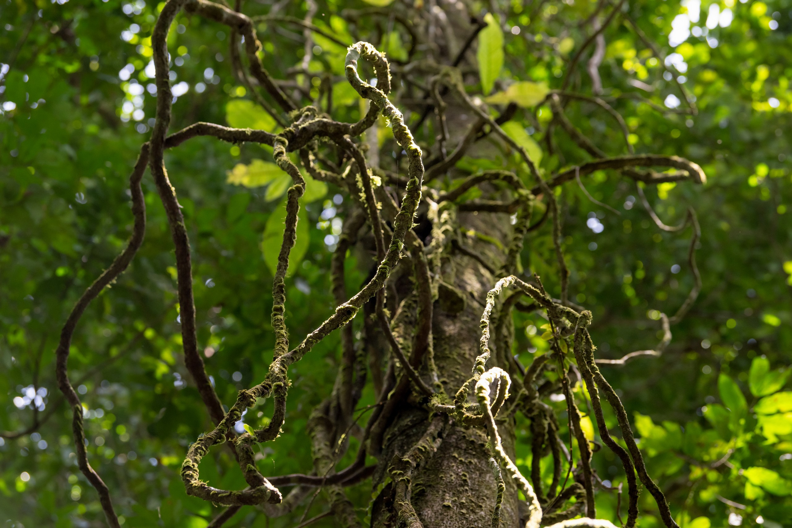 Costa Rica. Foto-Zuev фотография как искусство
