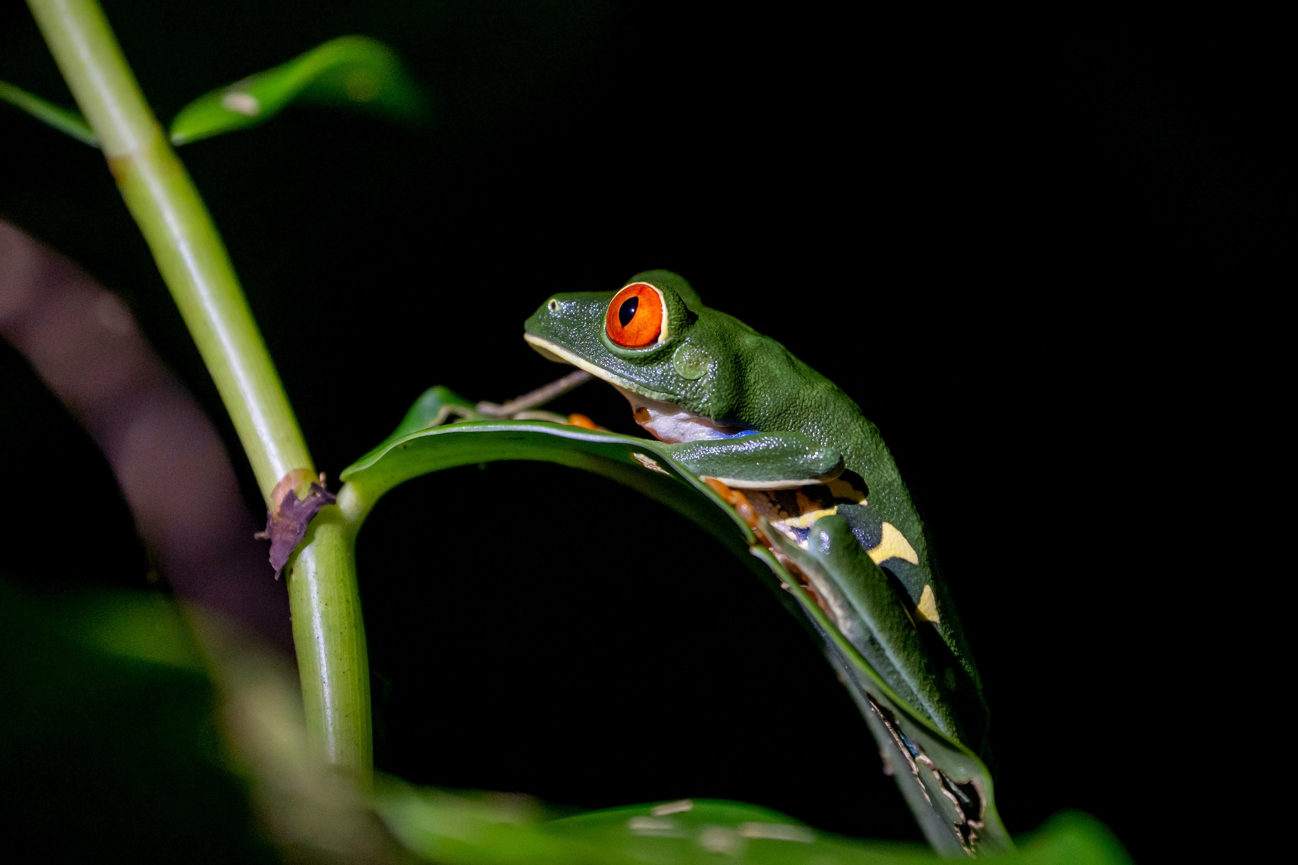 Costa Rica. Foto-Zuev фотография как искусство