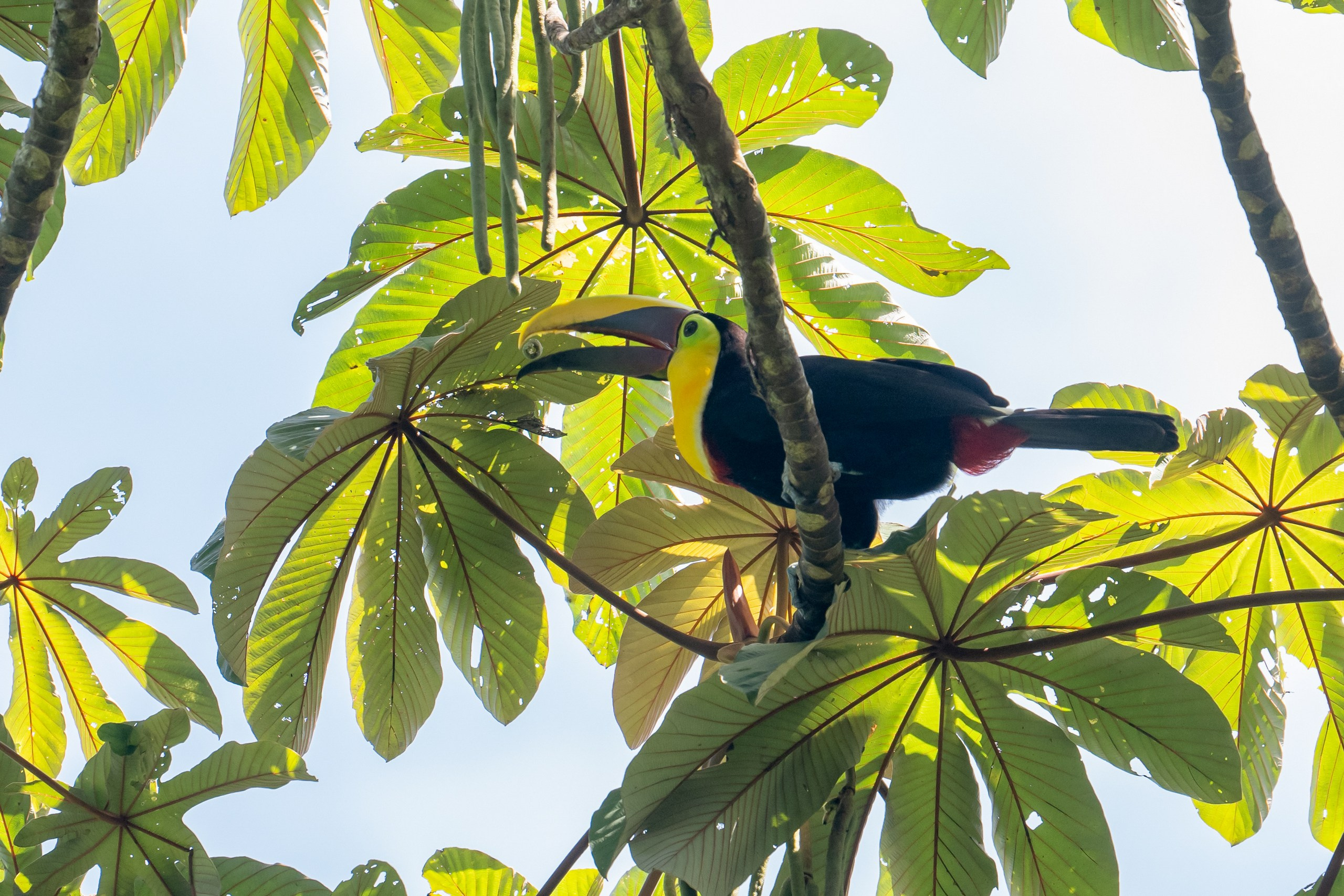 Costa Rica. Foto-Zuev фотография как искусство
